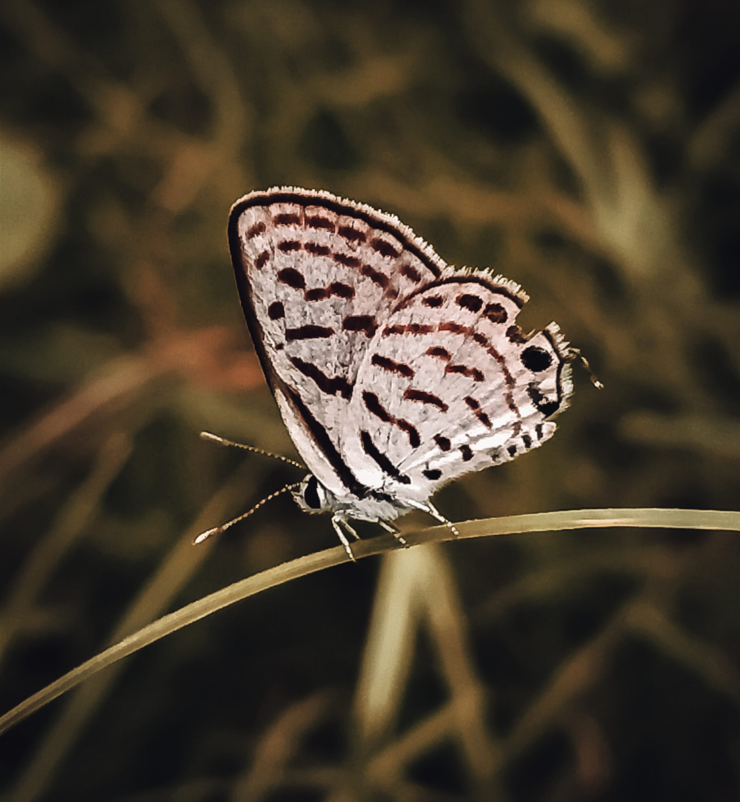 A Melanargia butterfly.