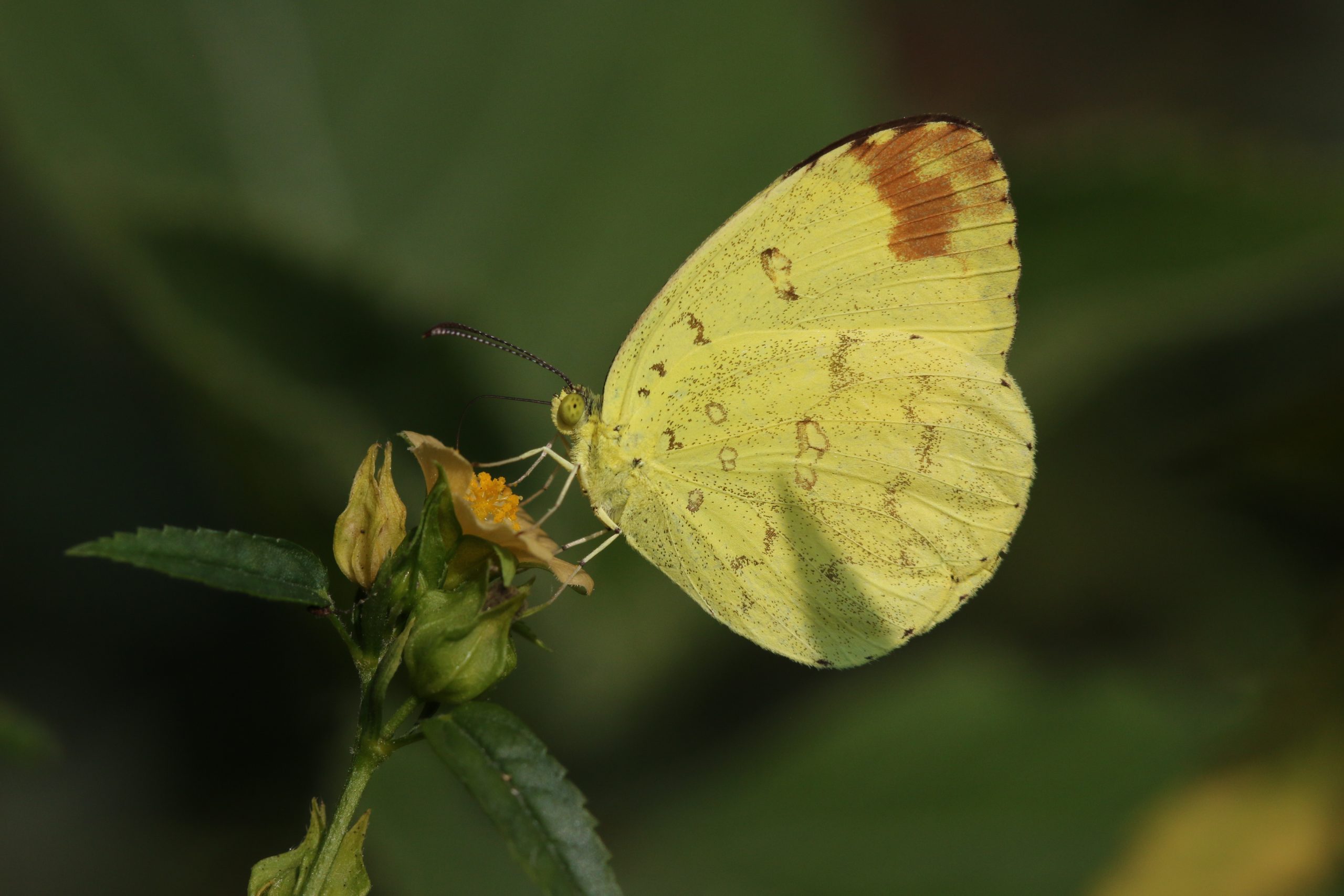 Yellow butterfly on a flower