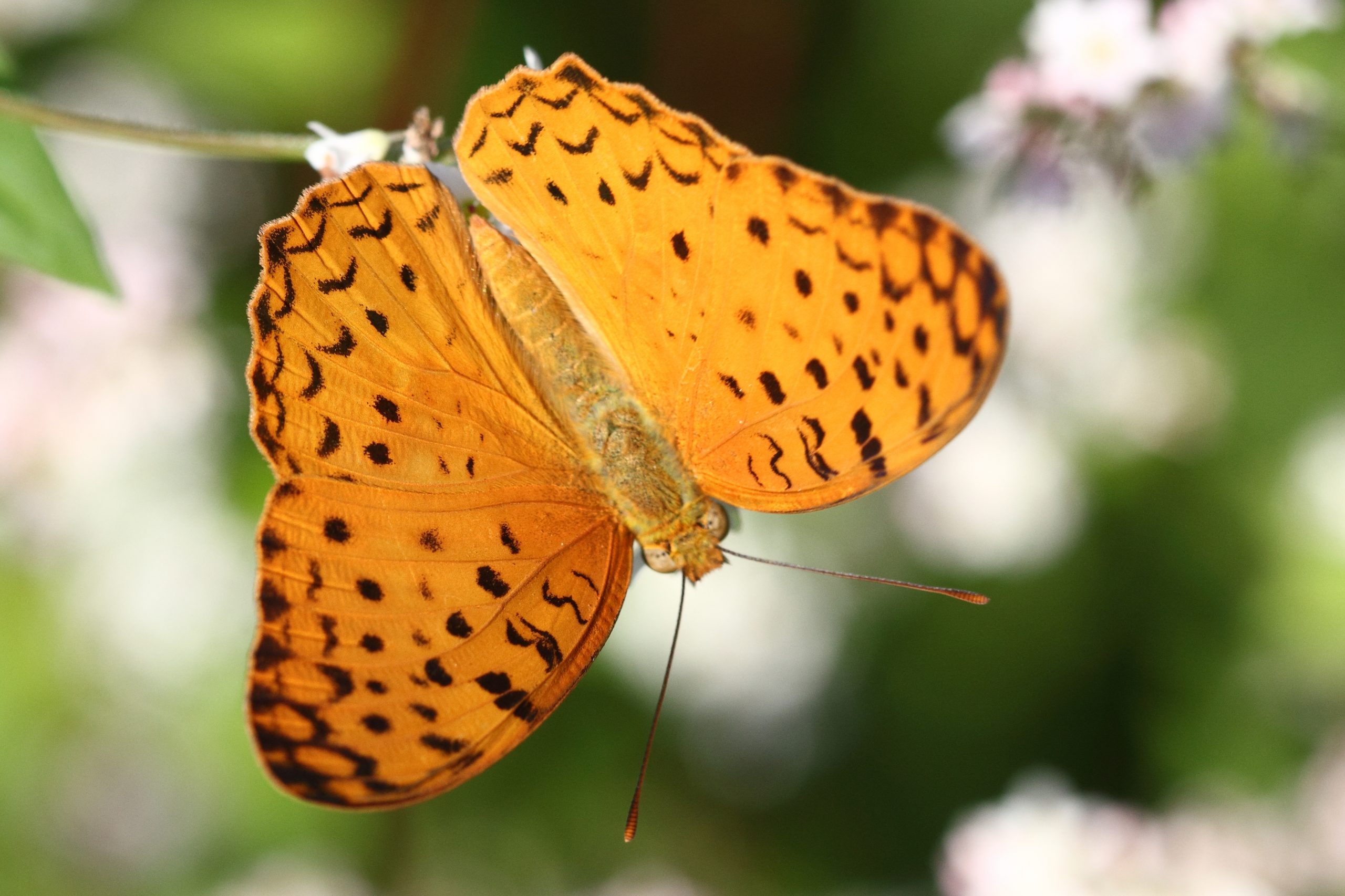 yellow butterfly