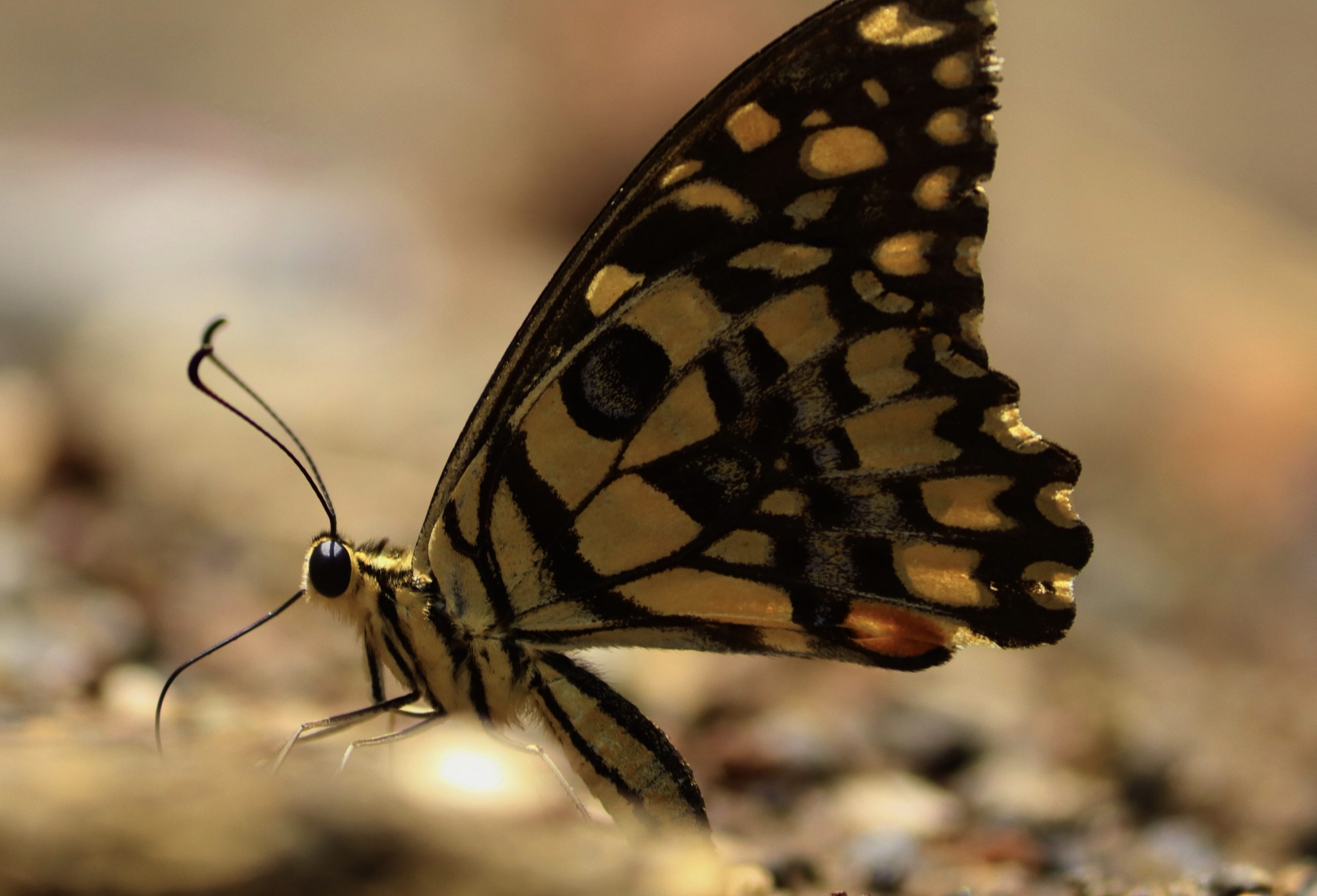 close-up of a butterfly