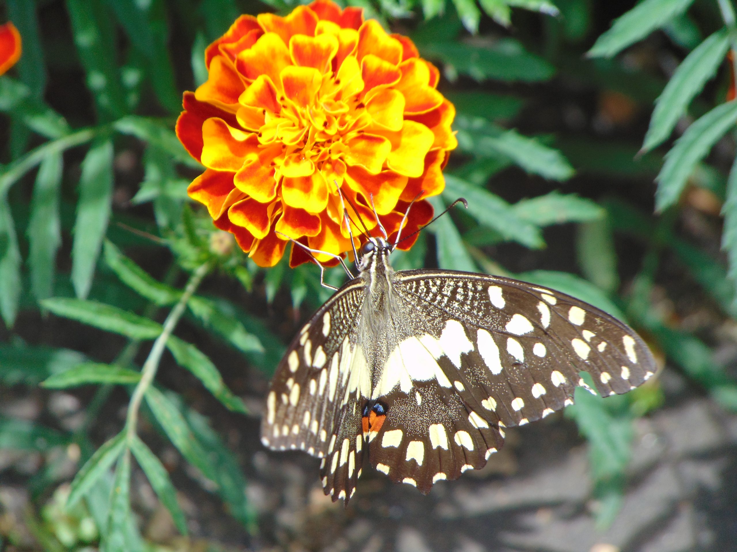 A butterfly sucking nectar from marigold flower.