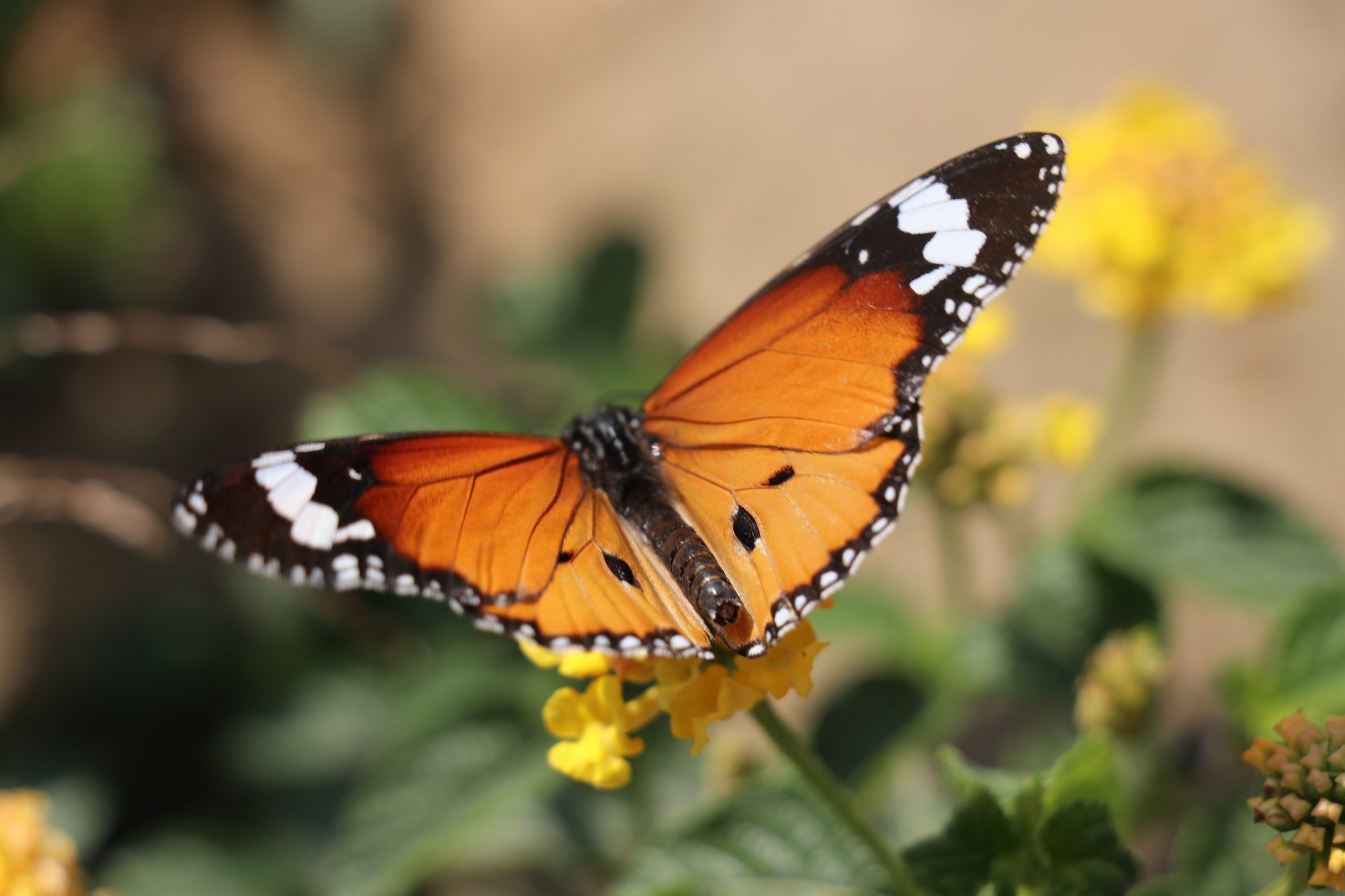 Butterfly Close Up