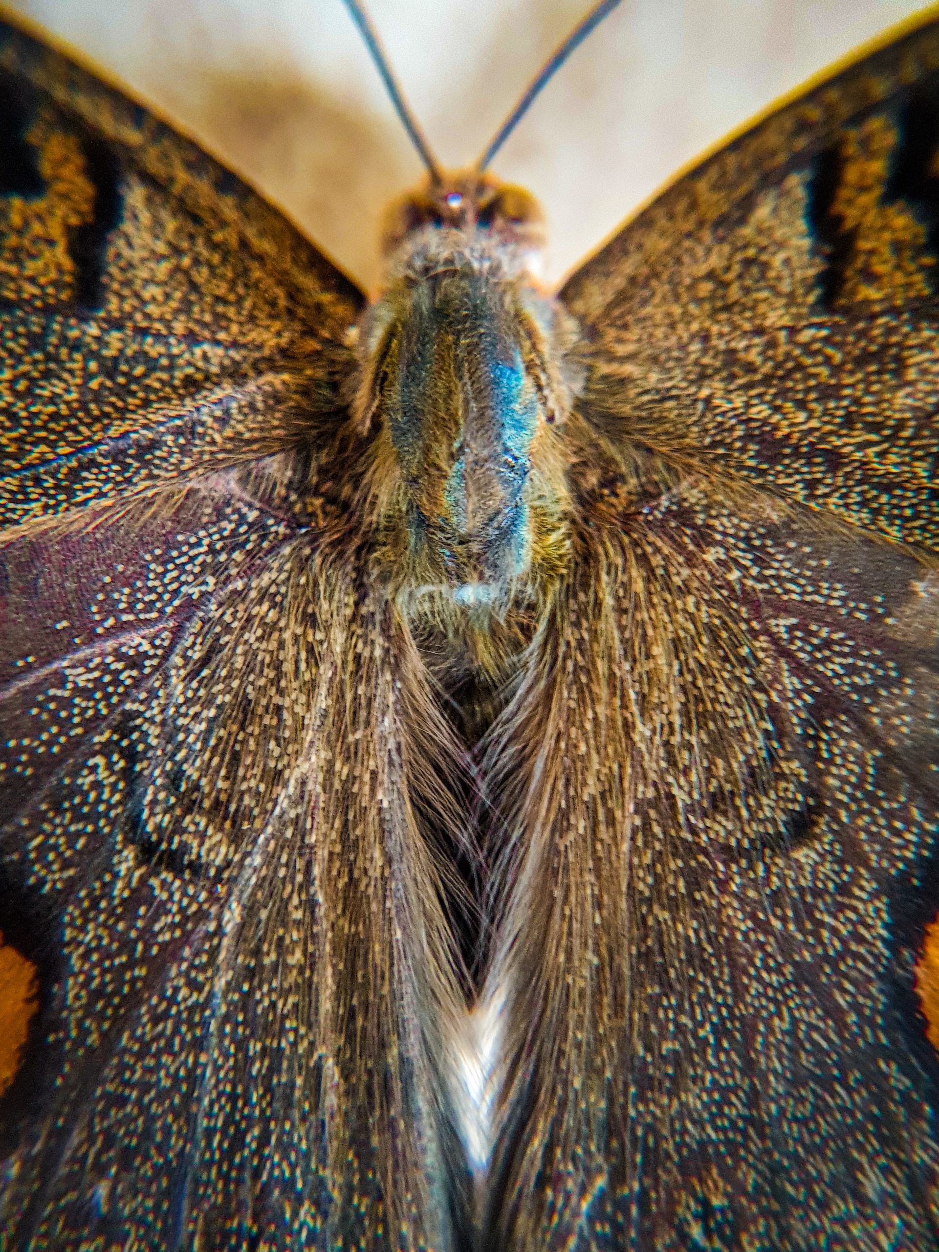 Butterfly Close up