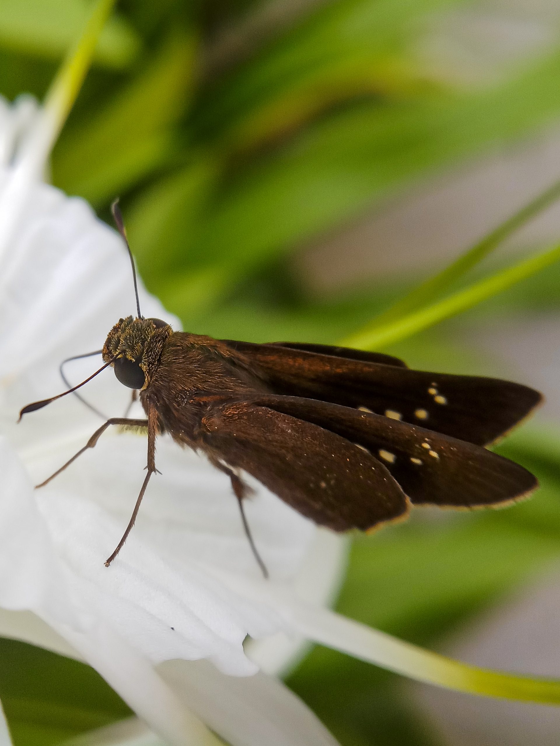 Butterfly in White Flower on Focus