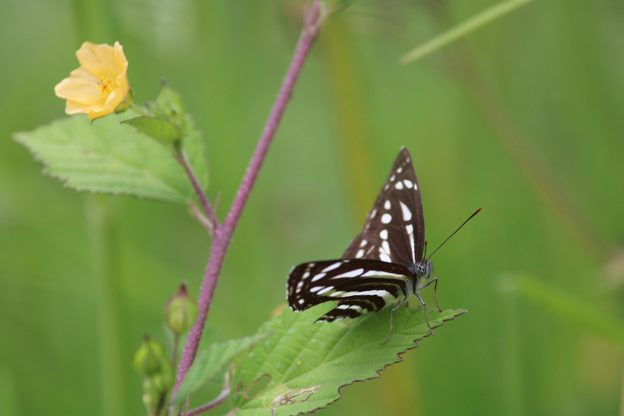 A butterfly on a plant leaf