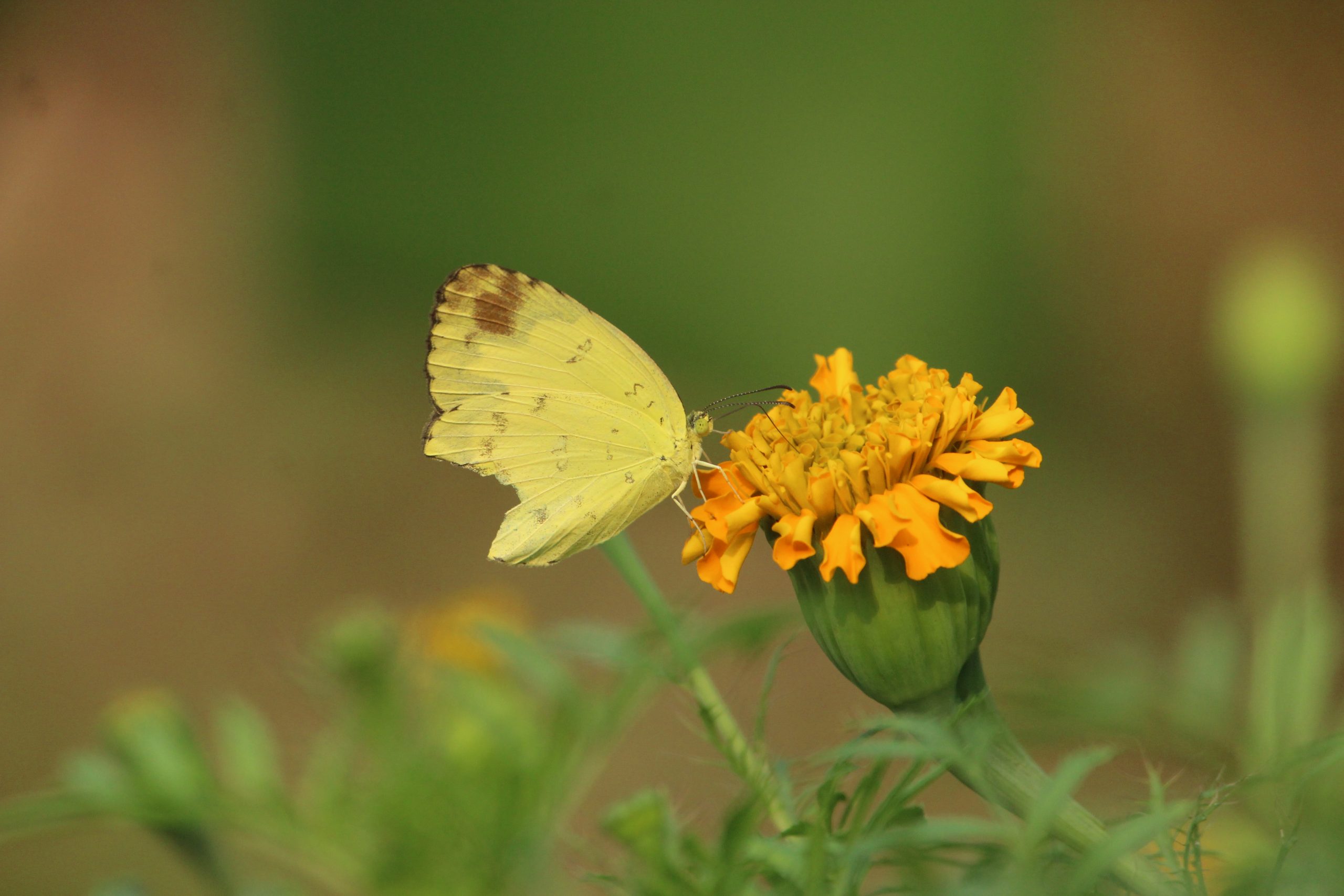 Butterfly kissing flower