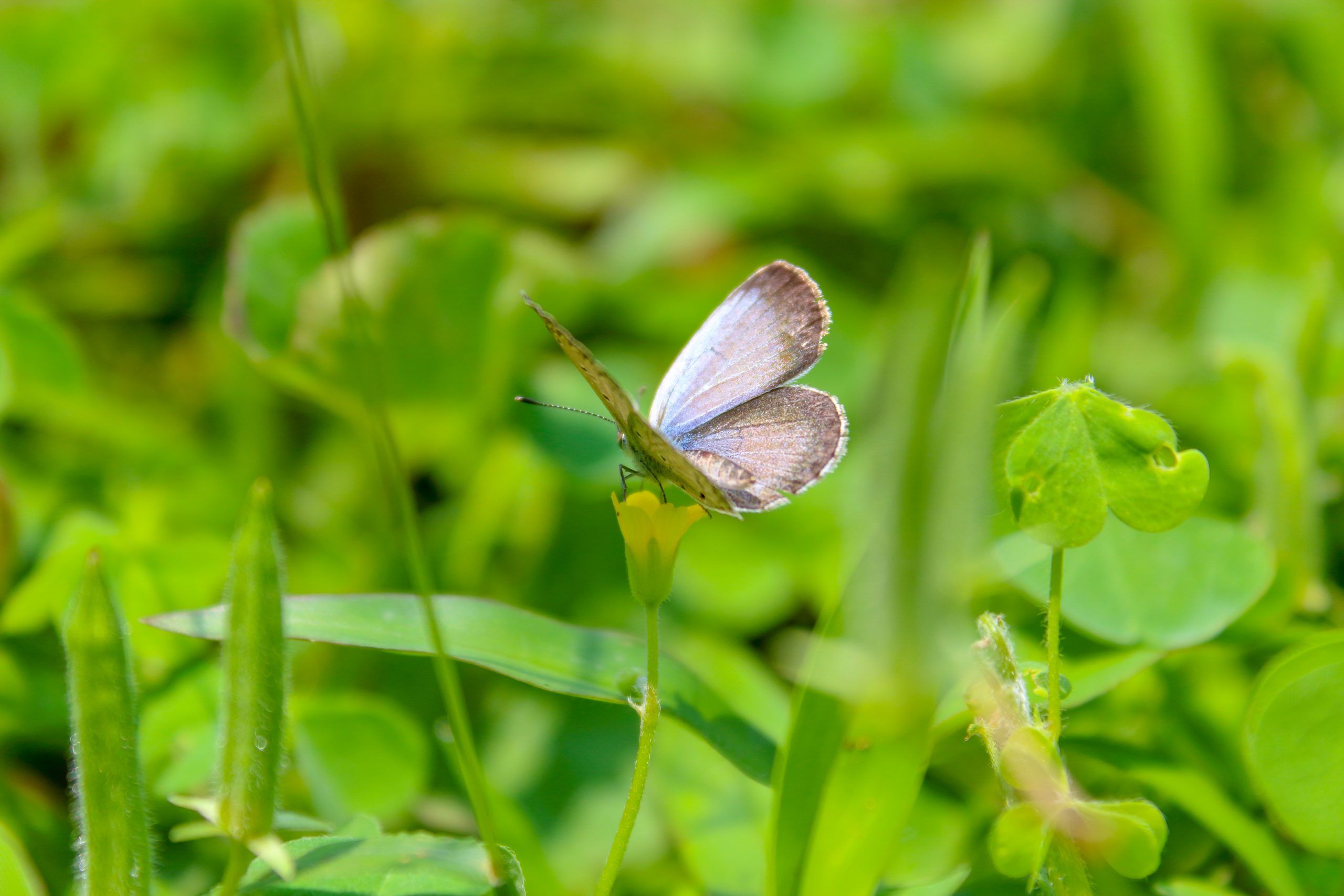 Butterfly on leaf