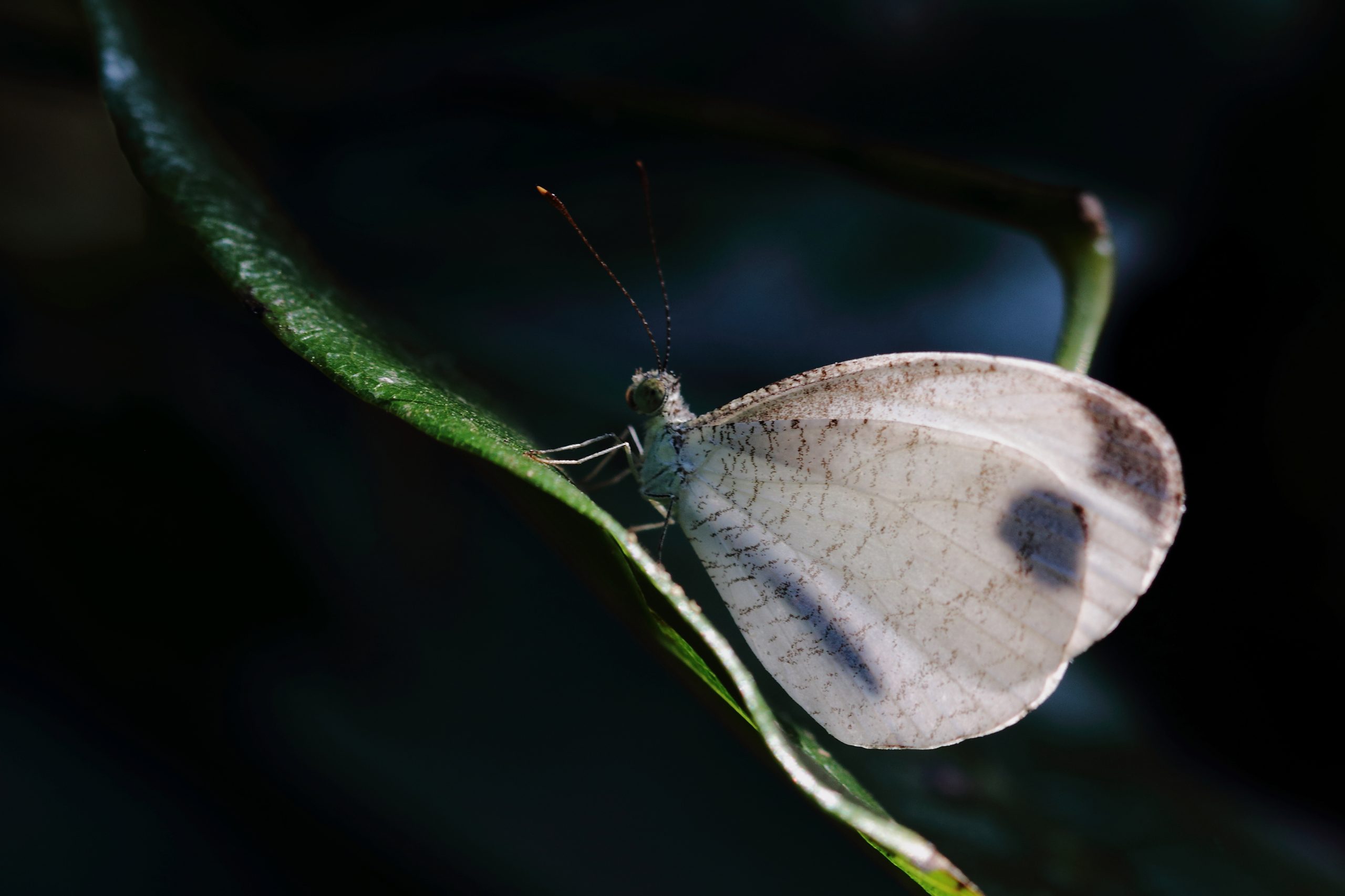 Butterfly on Leaf