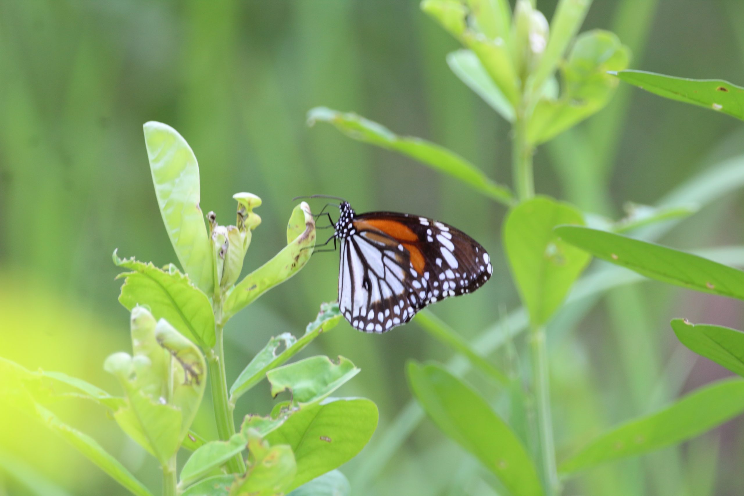 Monarch butterfly on a plant.