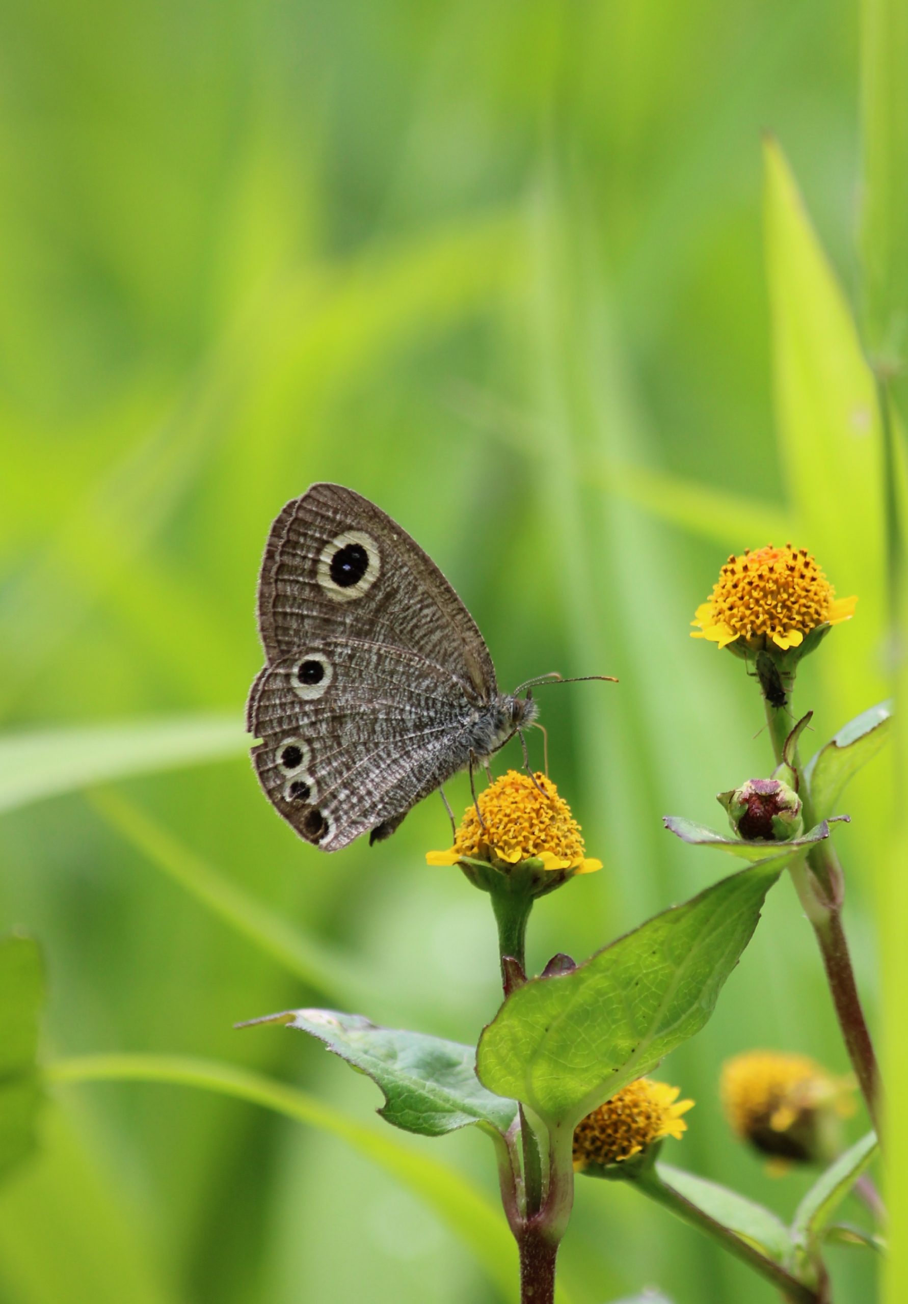 Butterfly on Plant