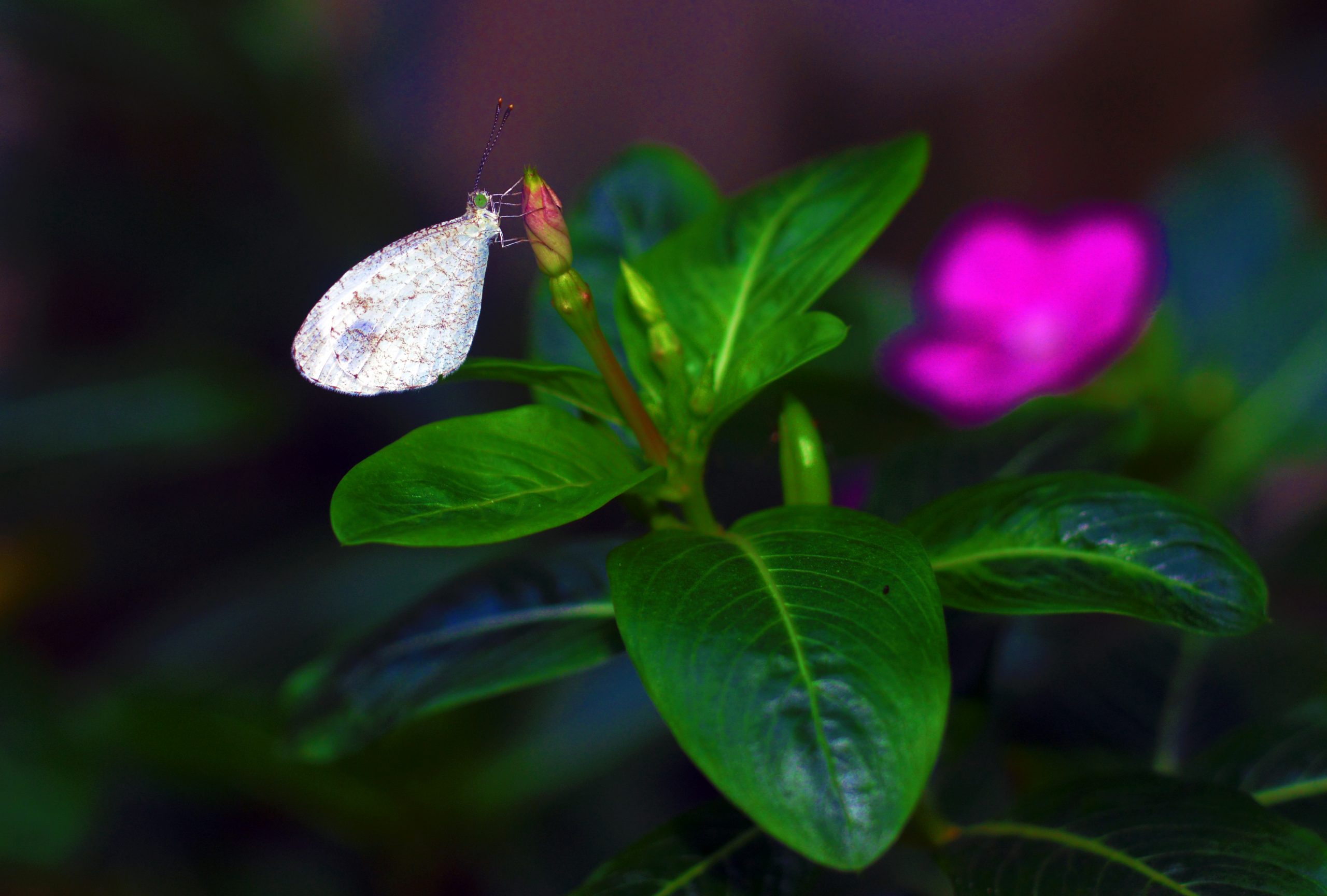 Butterfly on a bud