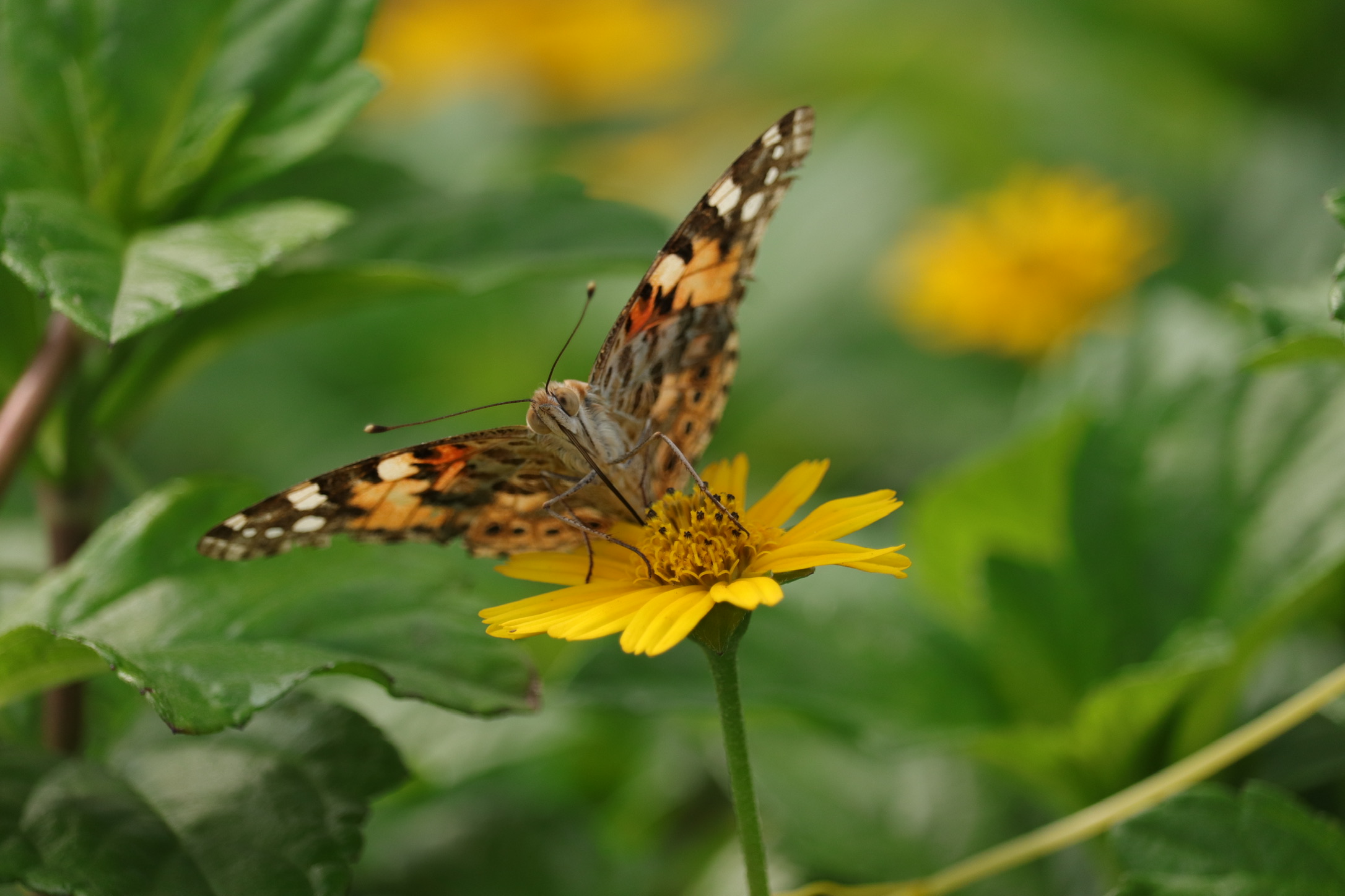 Butterfly on a flower