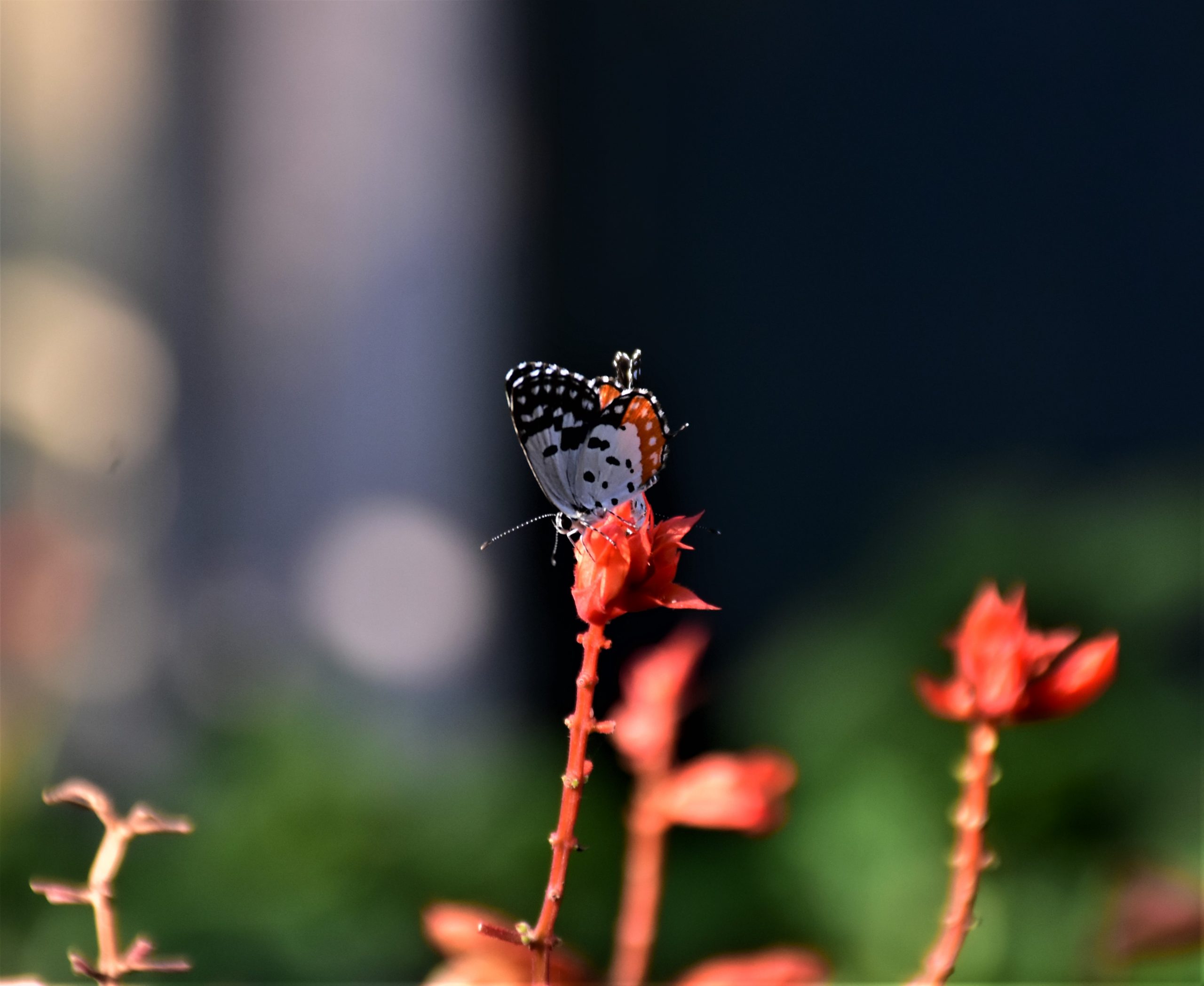 Butterfly on a flower