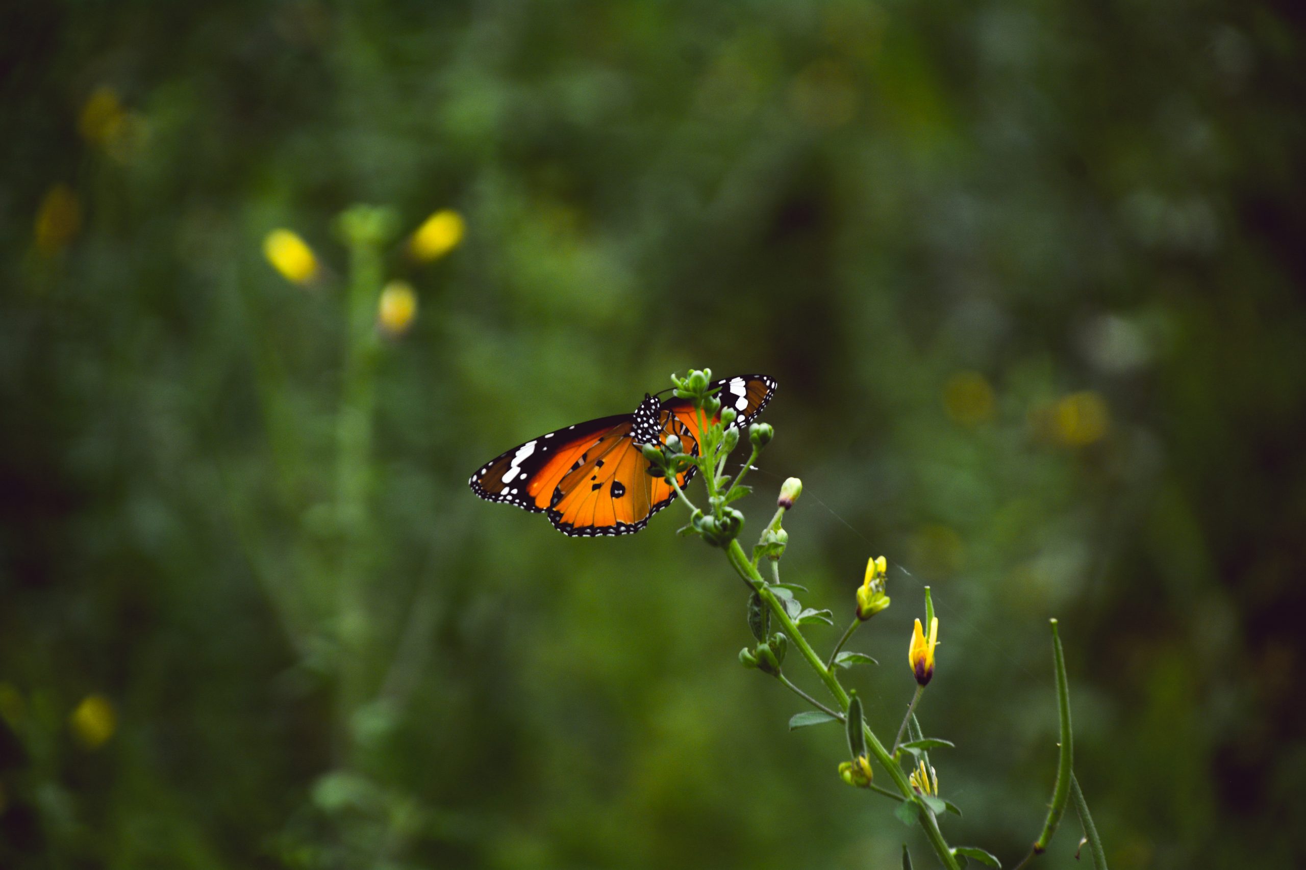 Butterfly on a flowering plant