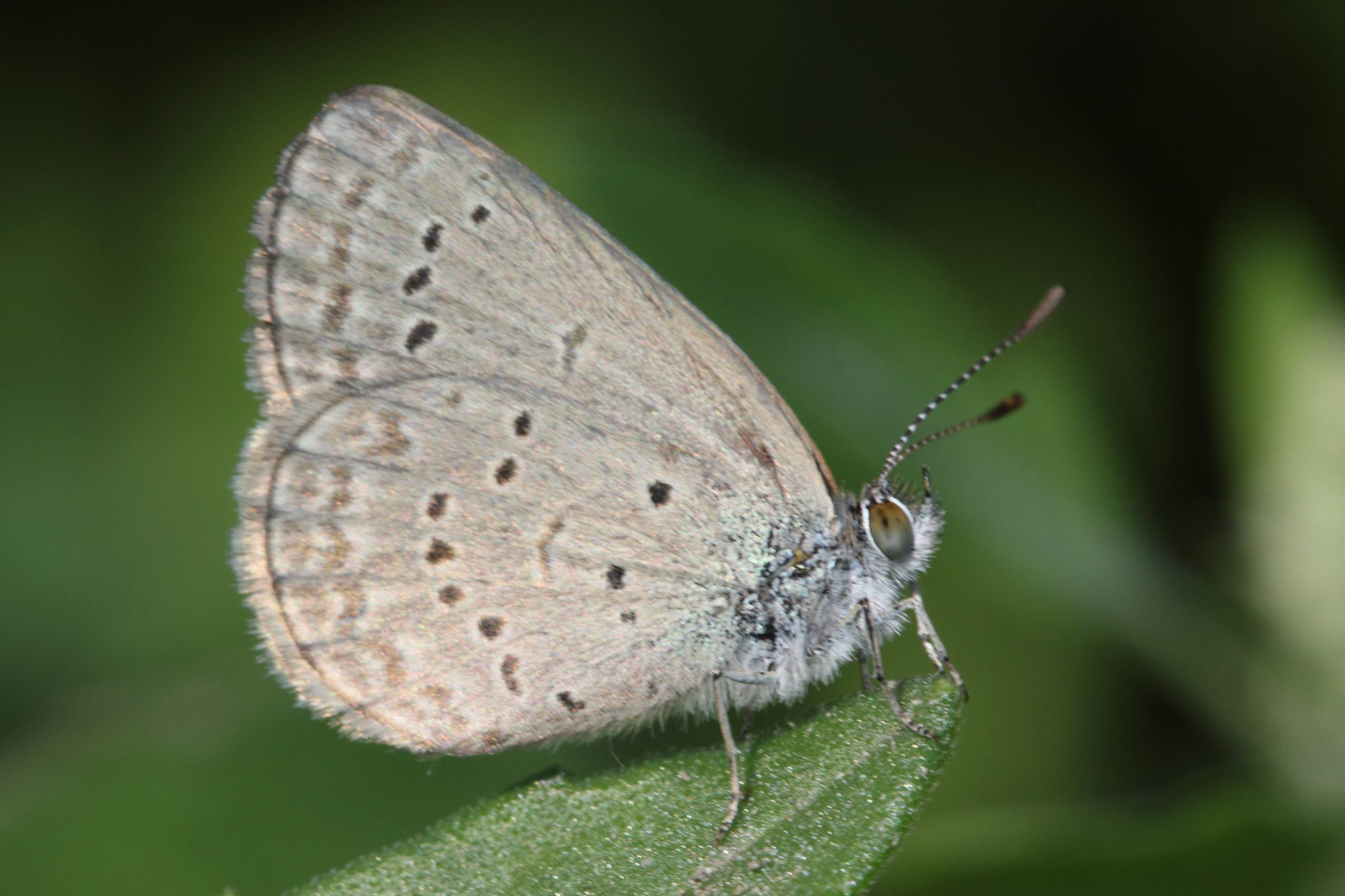 Butterfly on a leaf