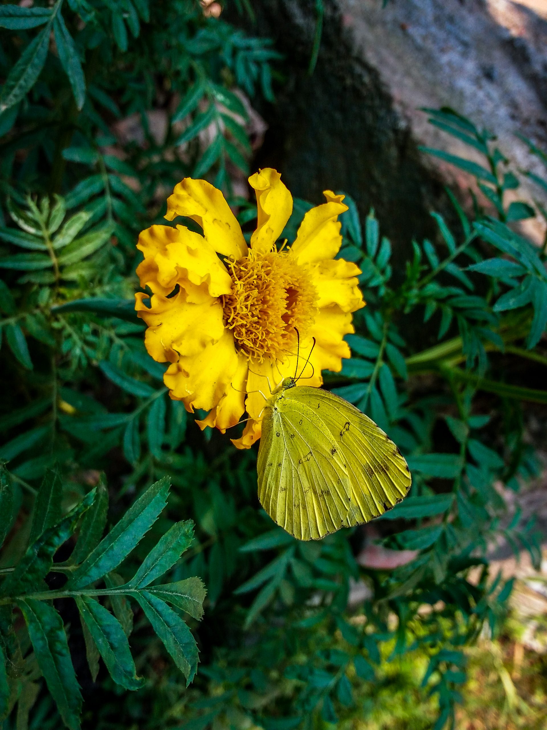 Butterfly on a marigold flower