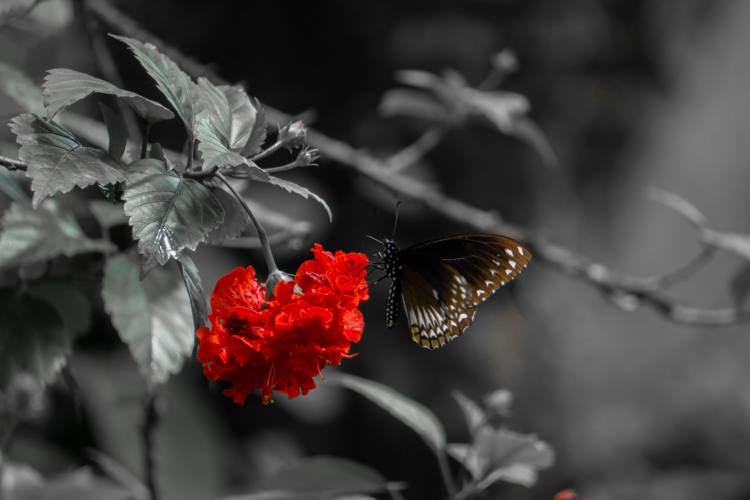 Butterfly on a red hibiscus