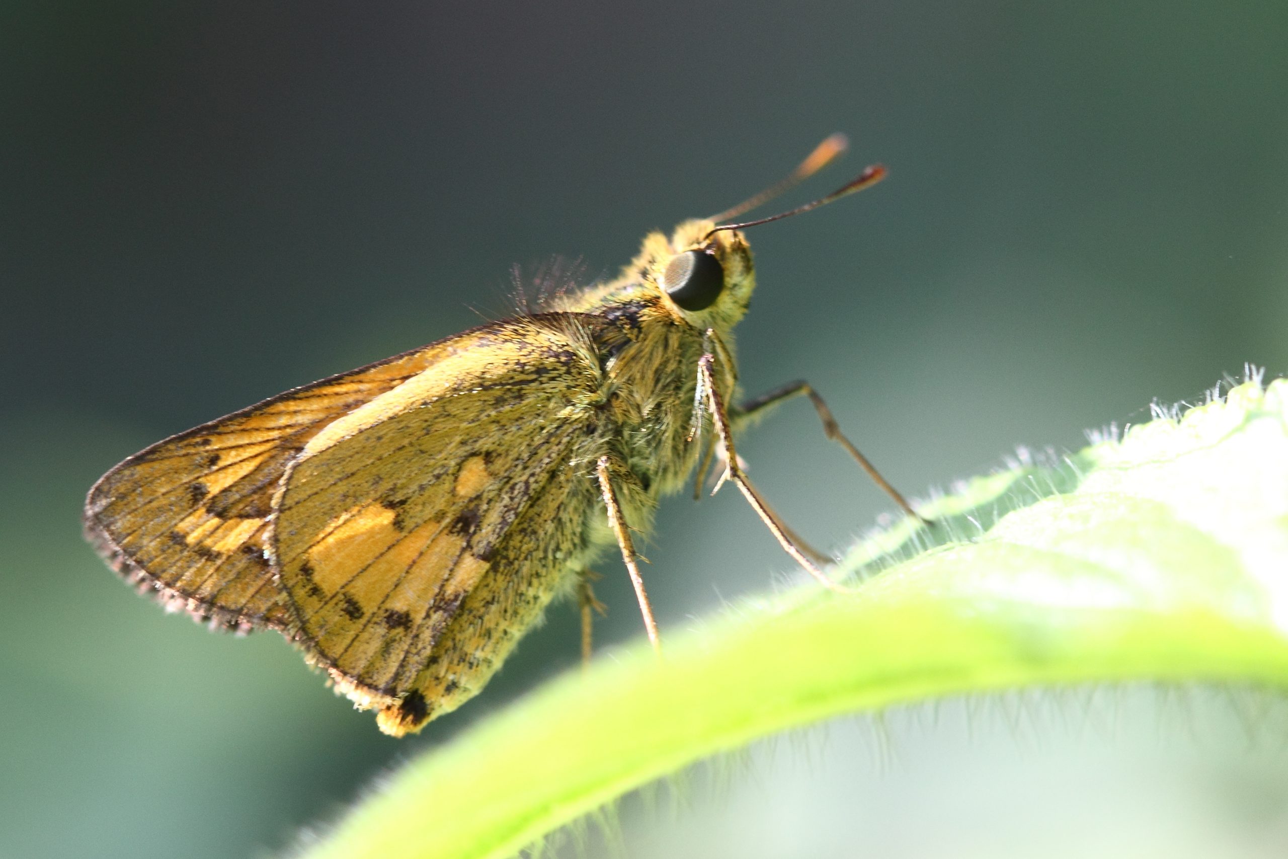 Butterfly on focus