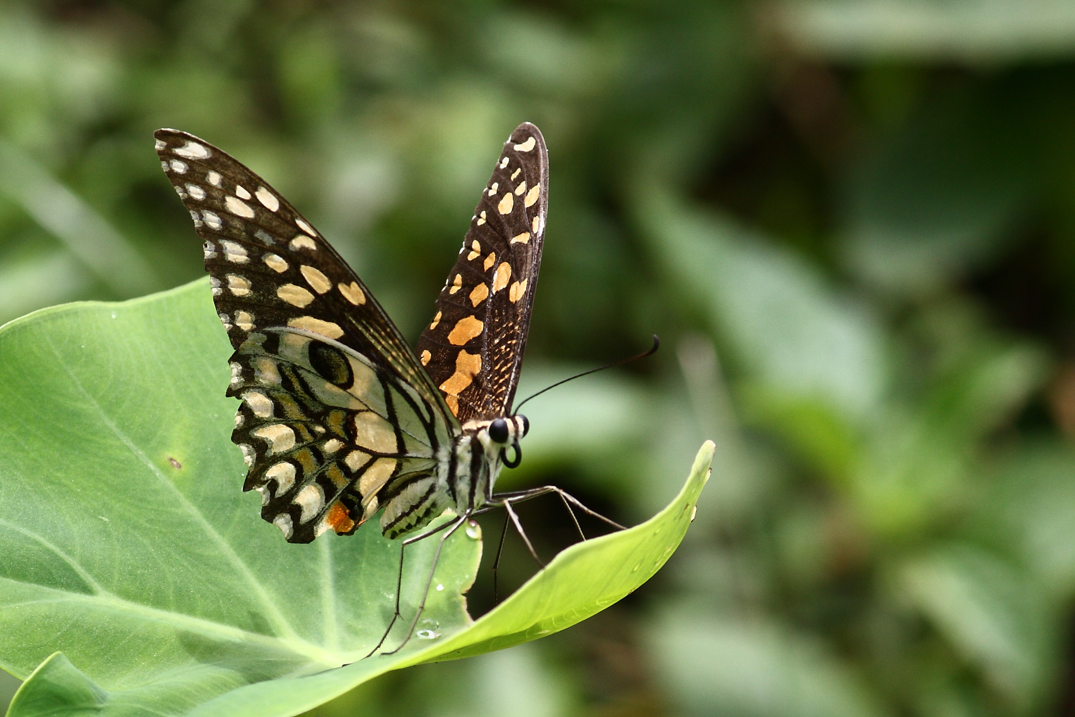 Butterfly sitting on a leaf