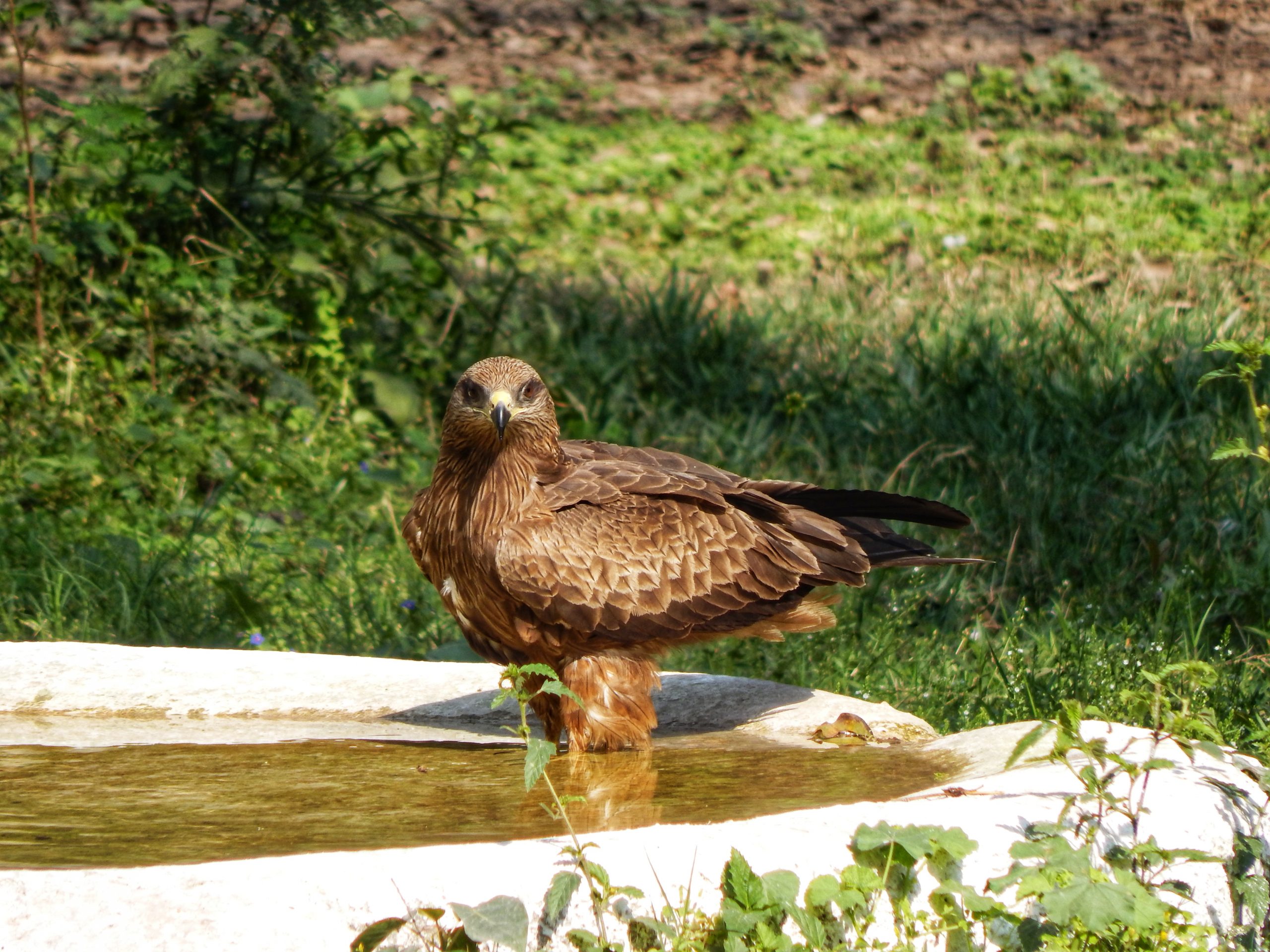 Buzzard in the Waters