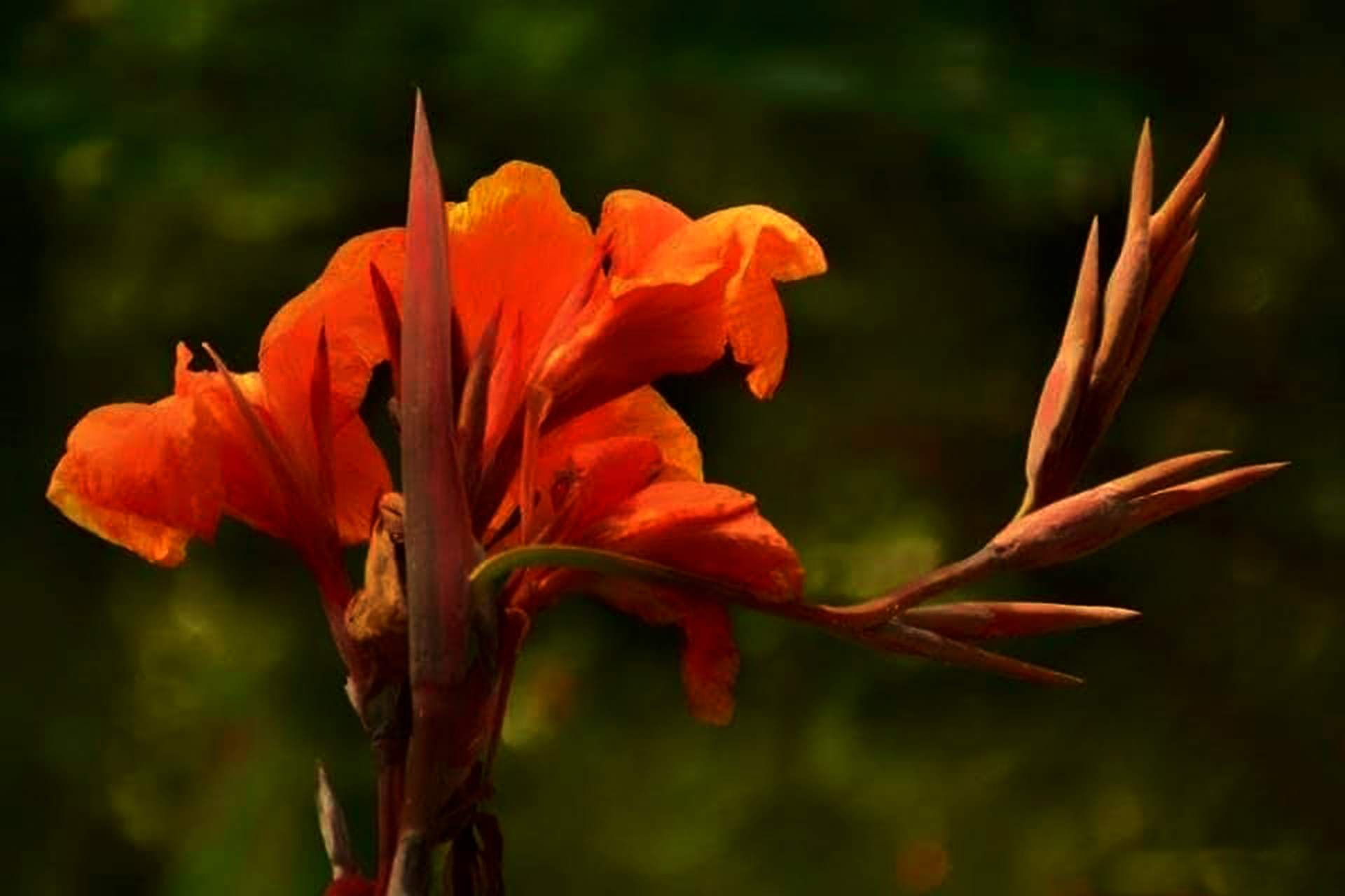 CANNA LILY FLOWER