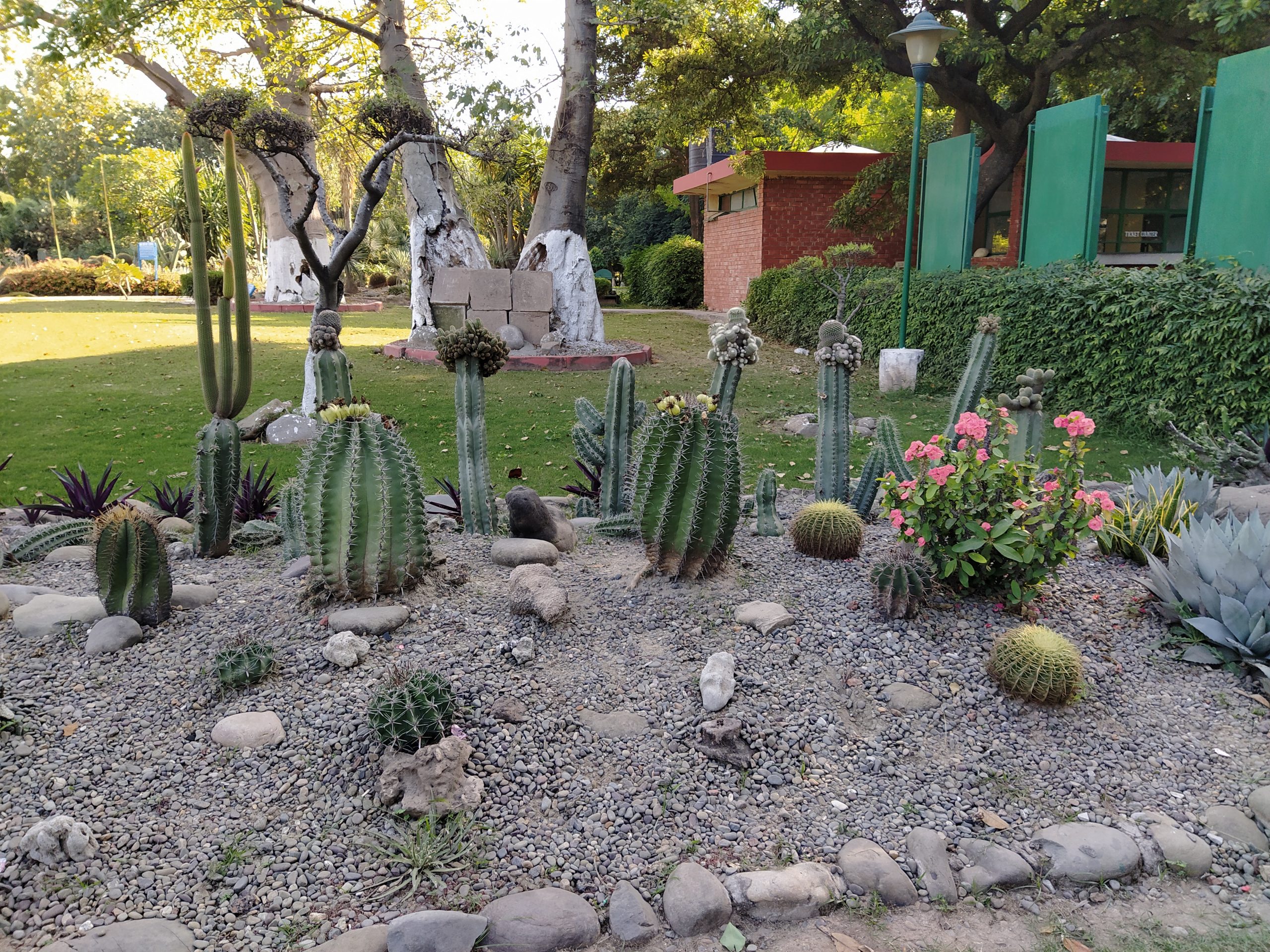 cactus grown in a garden