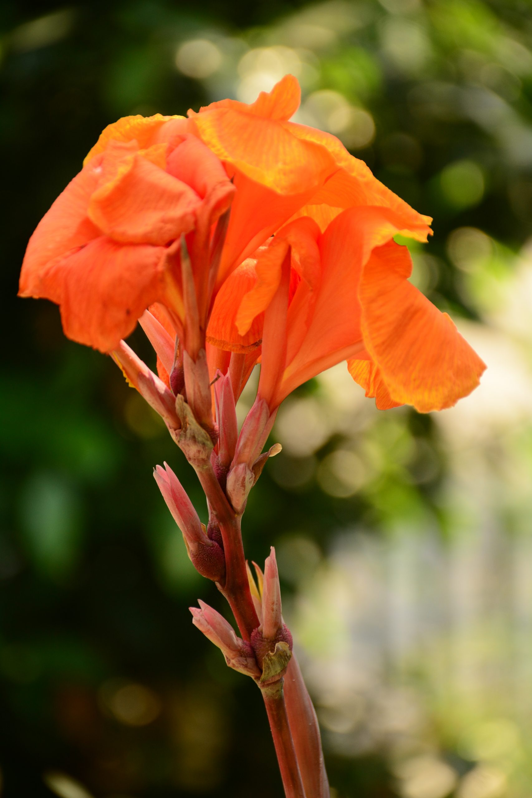 canna lily flower