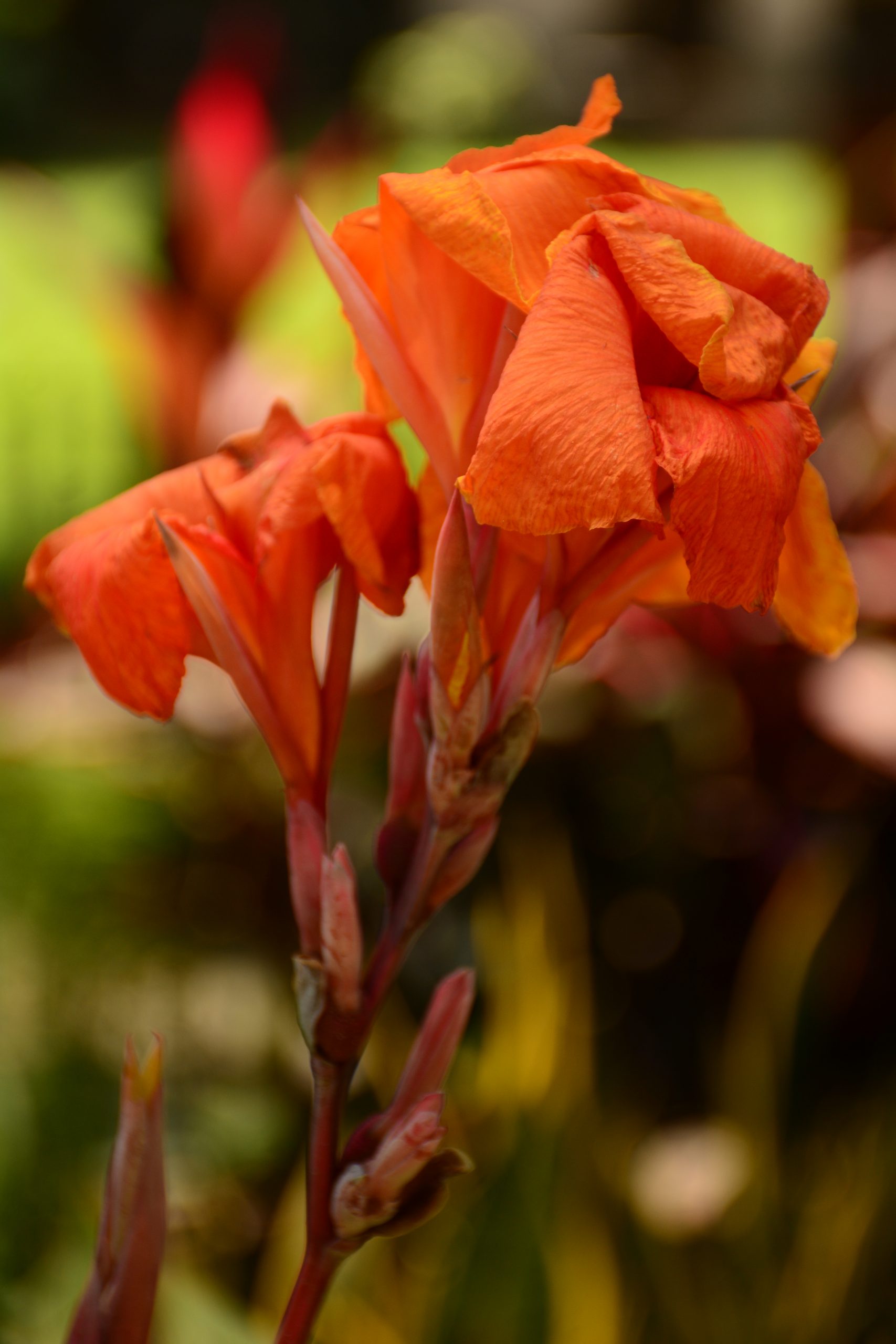 Canna Lily Flower