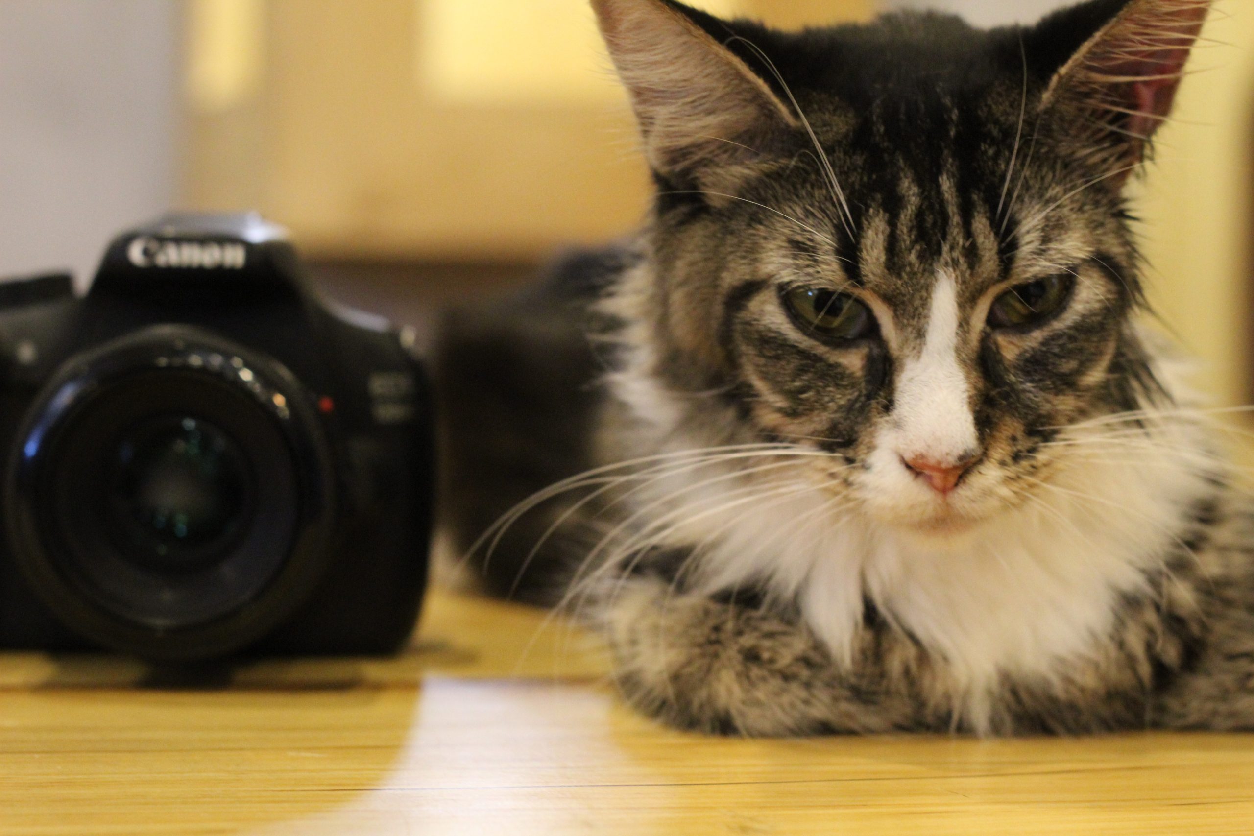 Cat Photographer