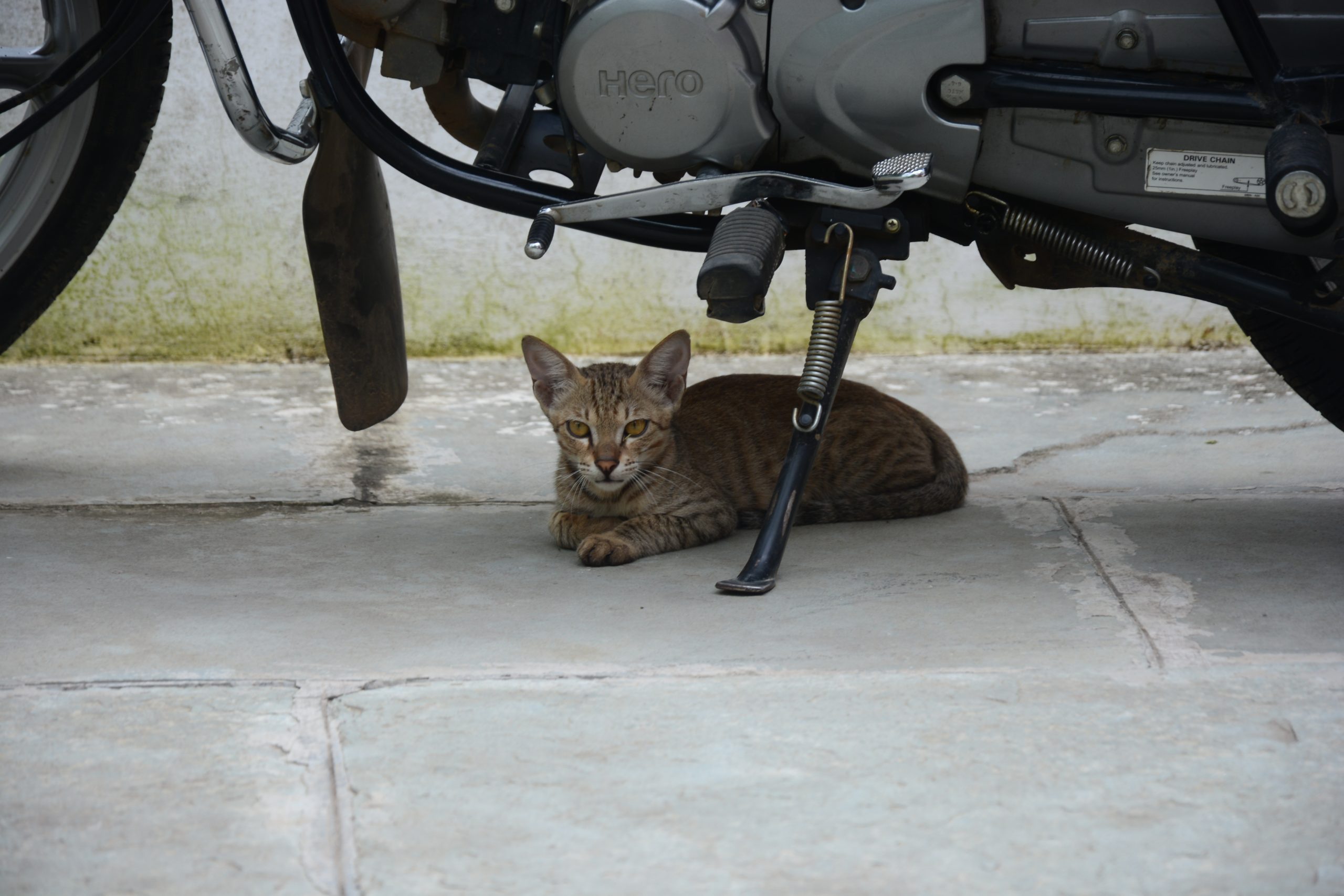 Cat sitting in the shadow of a bike