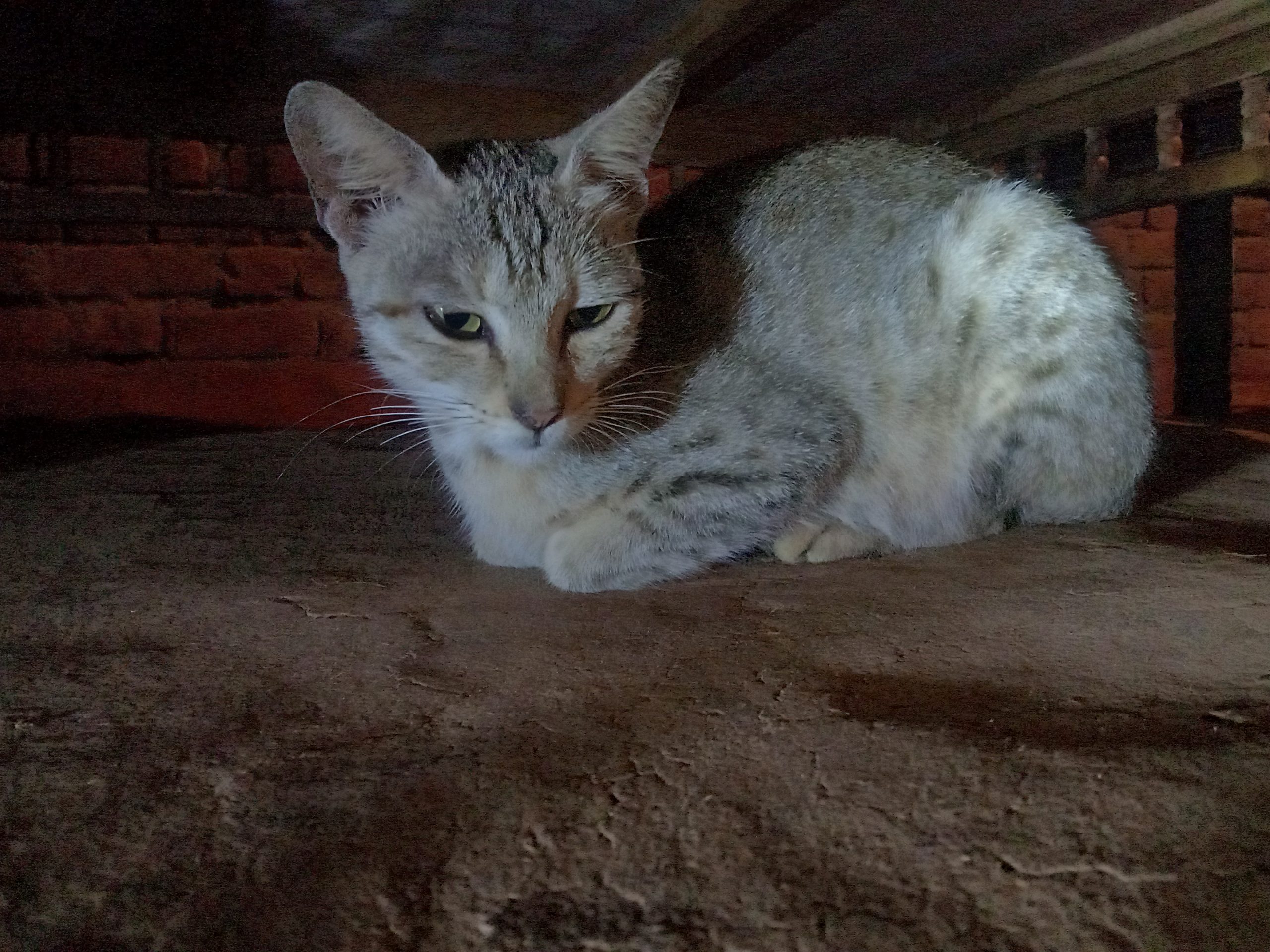 Cat under the Bed