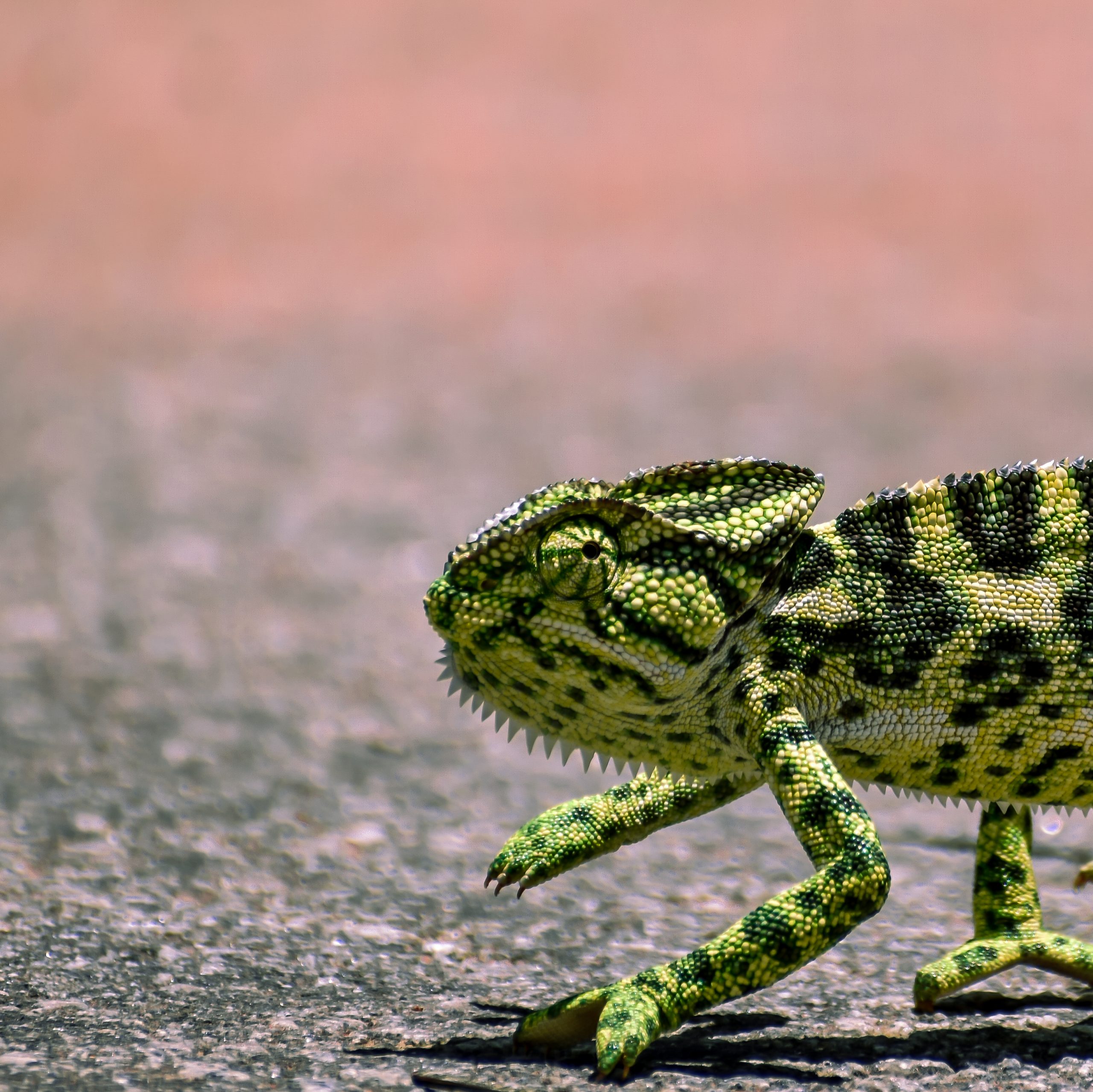 Chameleon on flat surface