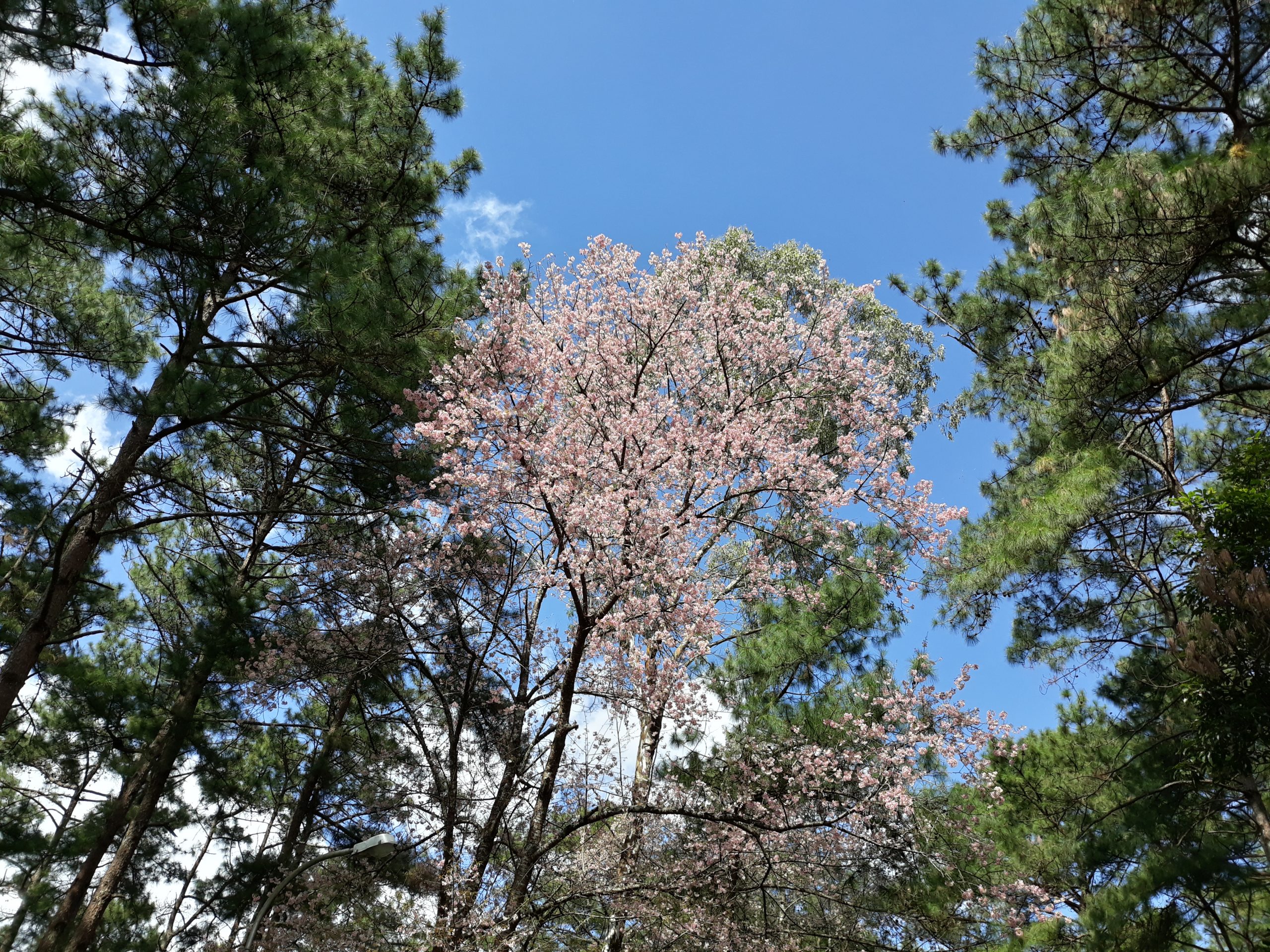 Cherry blossom between pine trees