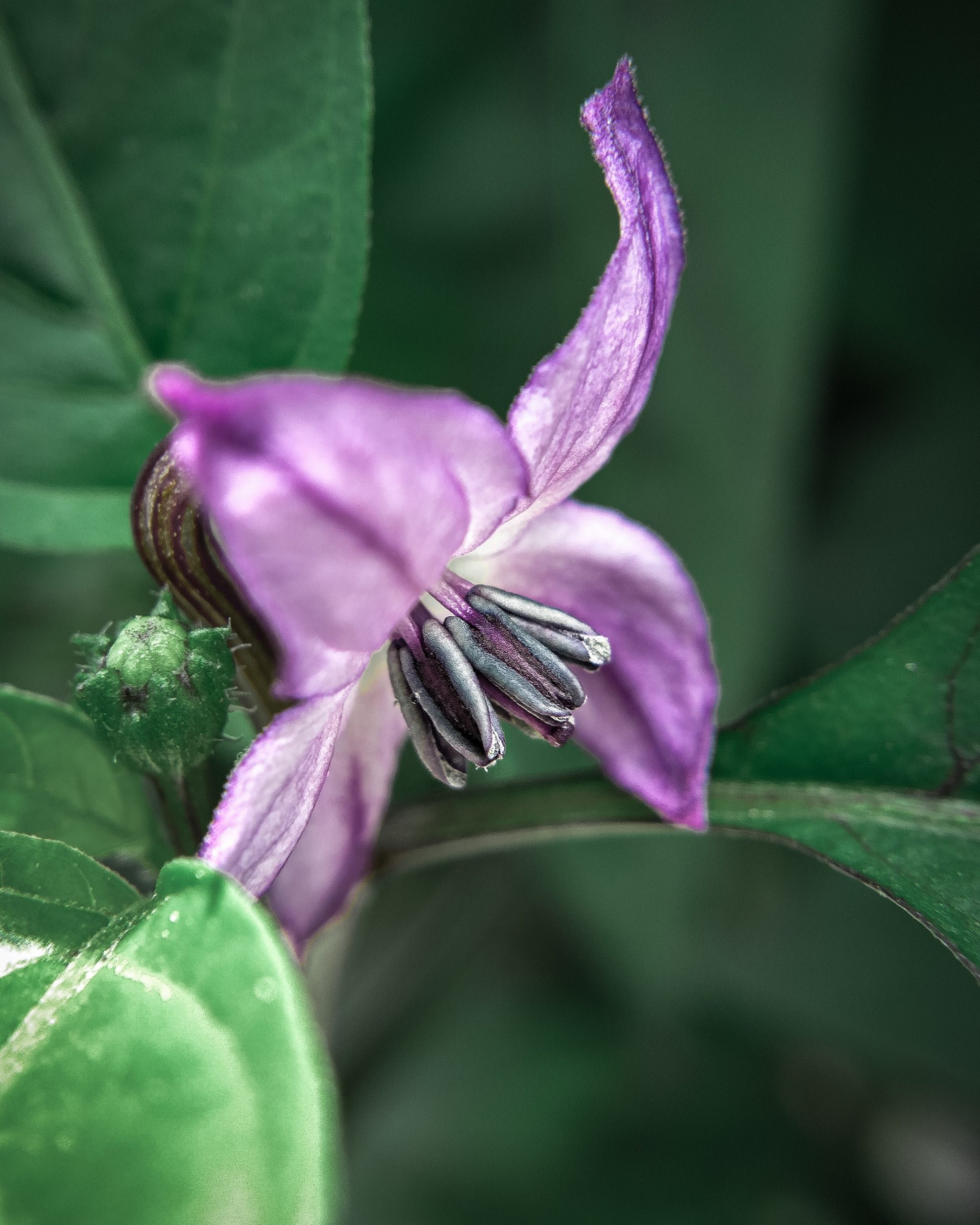 Chilli Flower