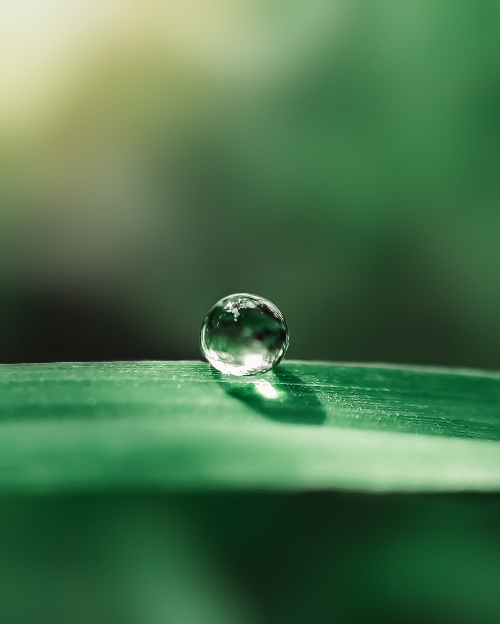 Circular raindrop on the leaf