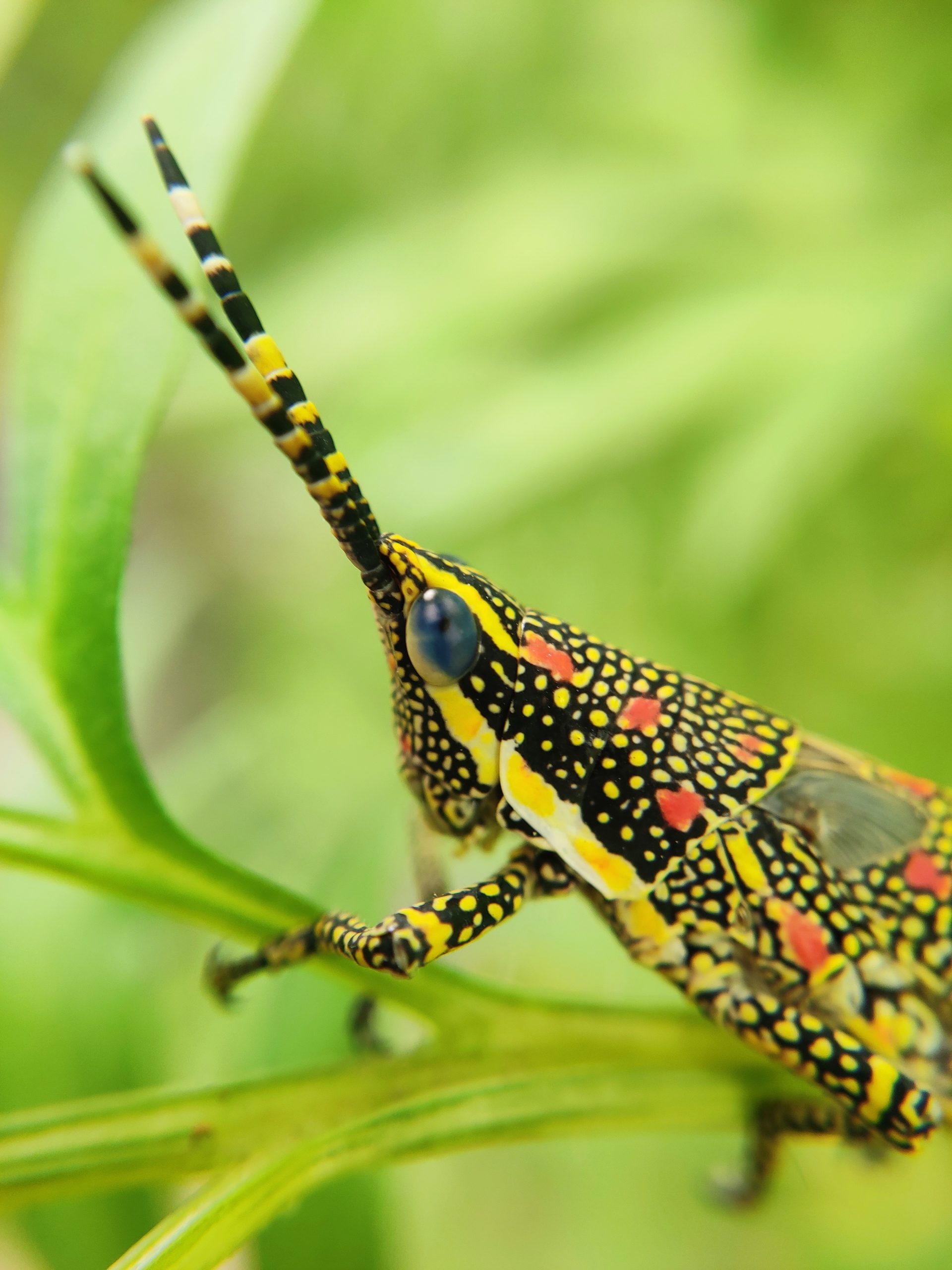 Close-Up of a Grasshopper