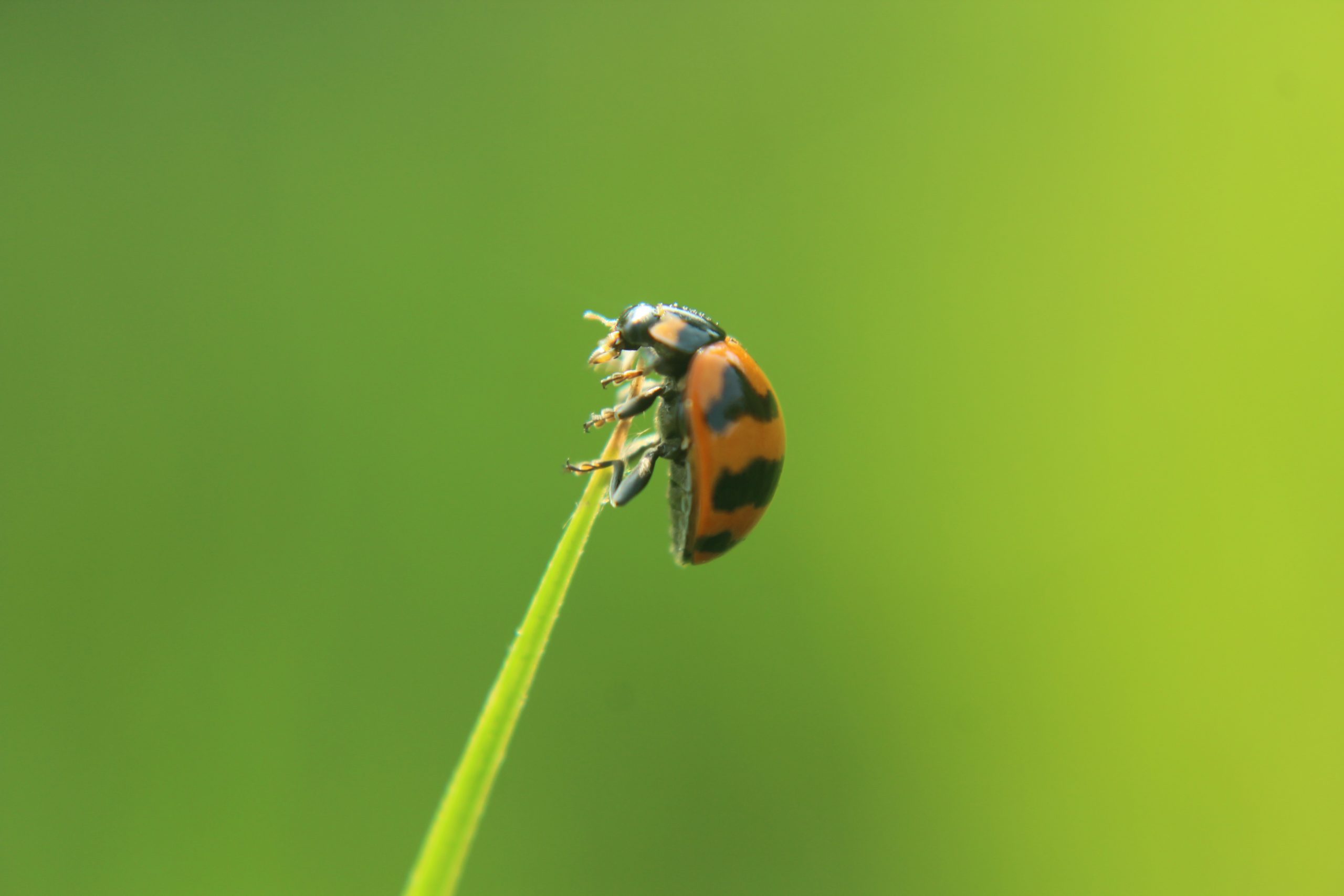 Close-Up of a Ladybug