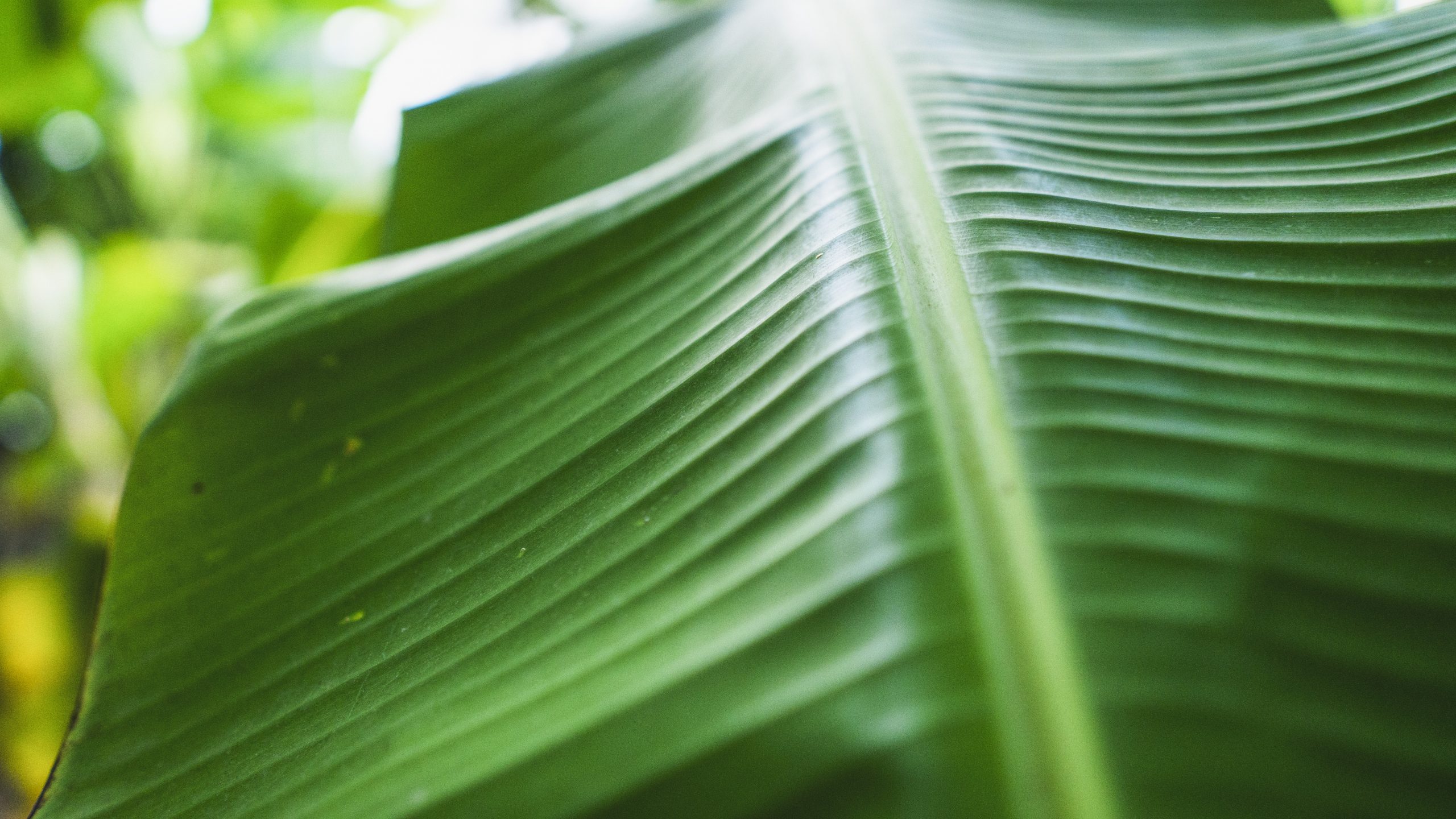 Close-up Banana Leaf
