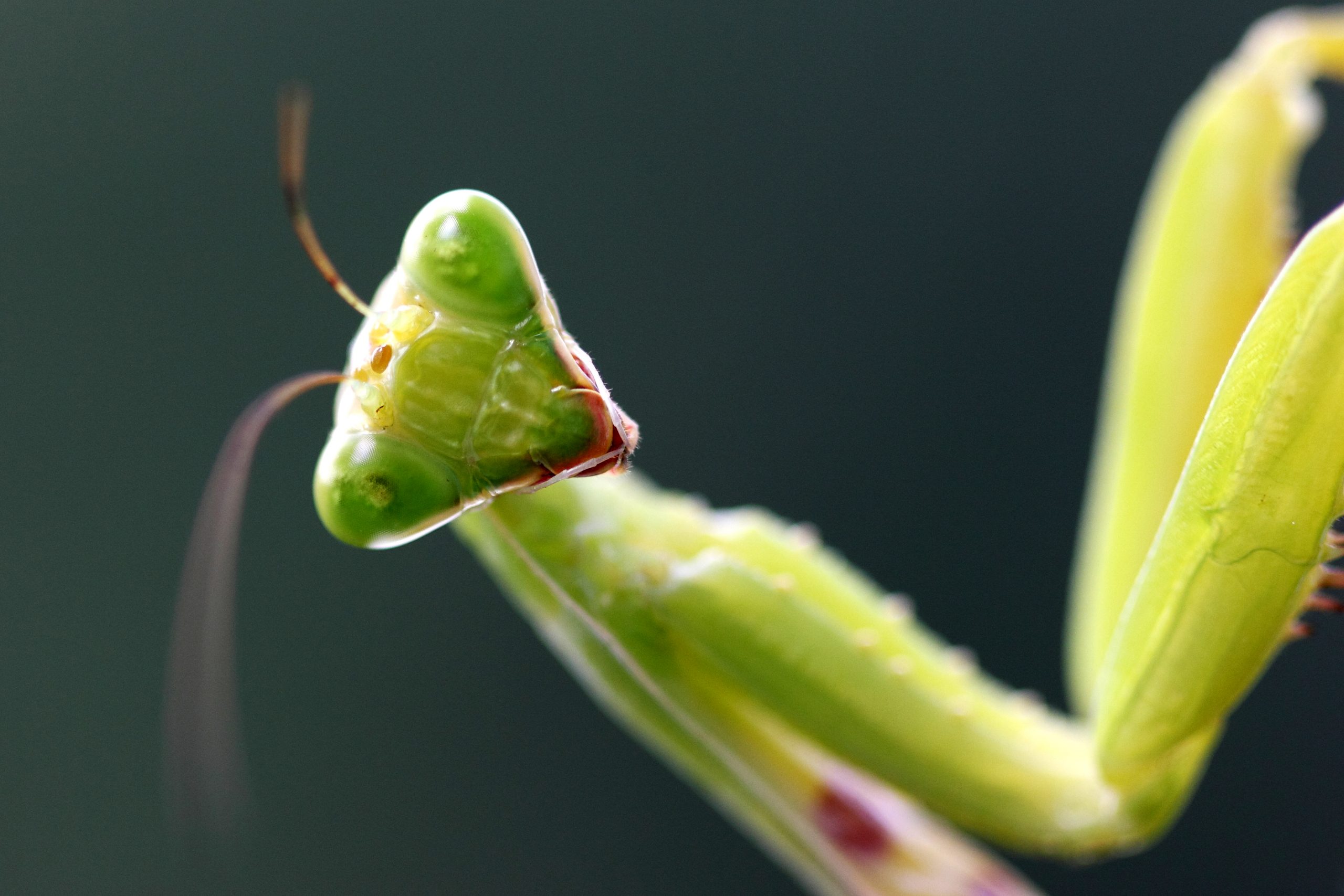 Close up of Mantis