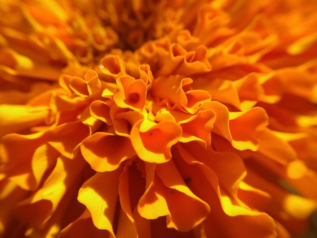 Close up of a Marigold Flower - PixaHive