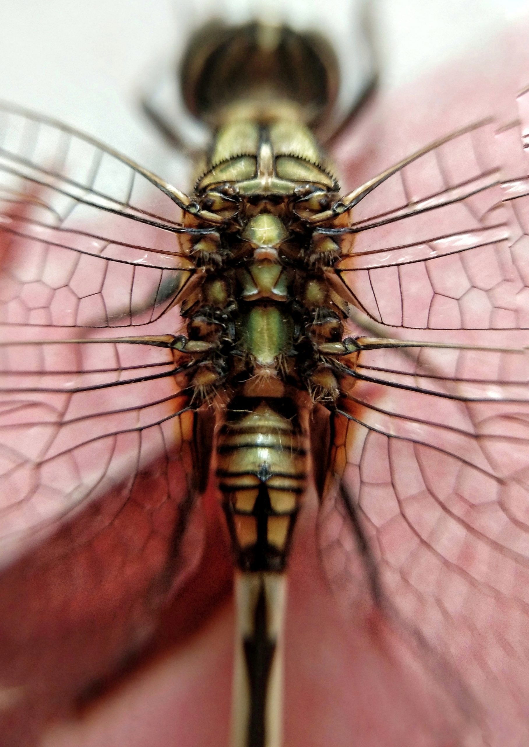 Close up of a dragon fly