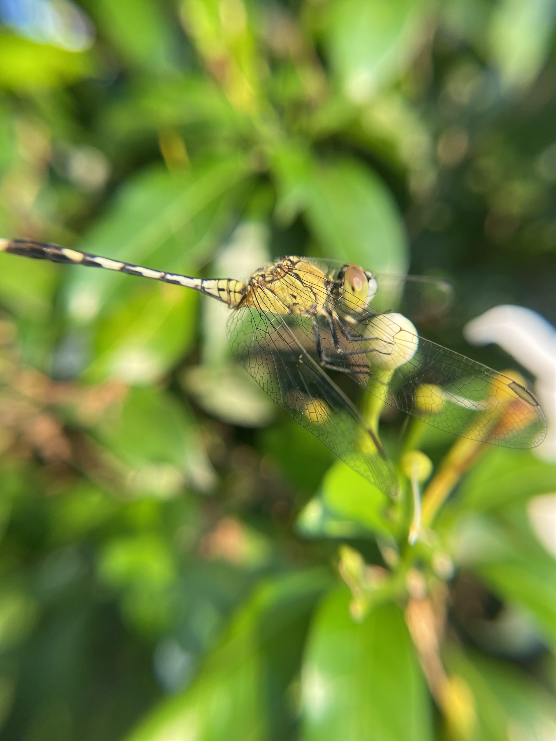 Dragonfly on a Bud