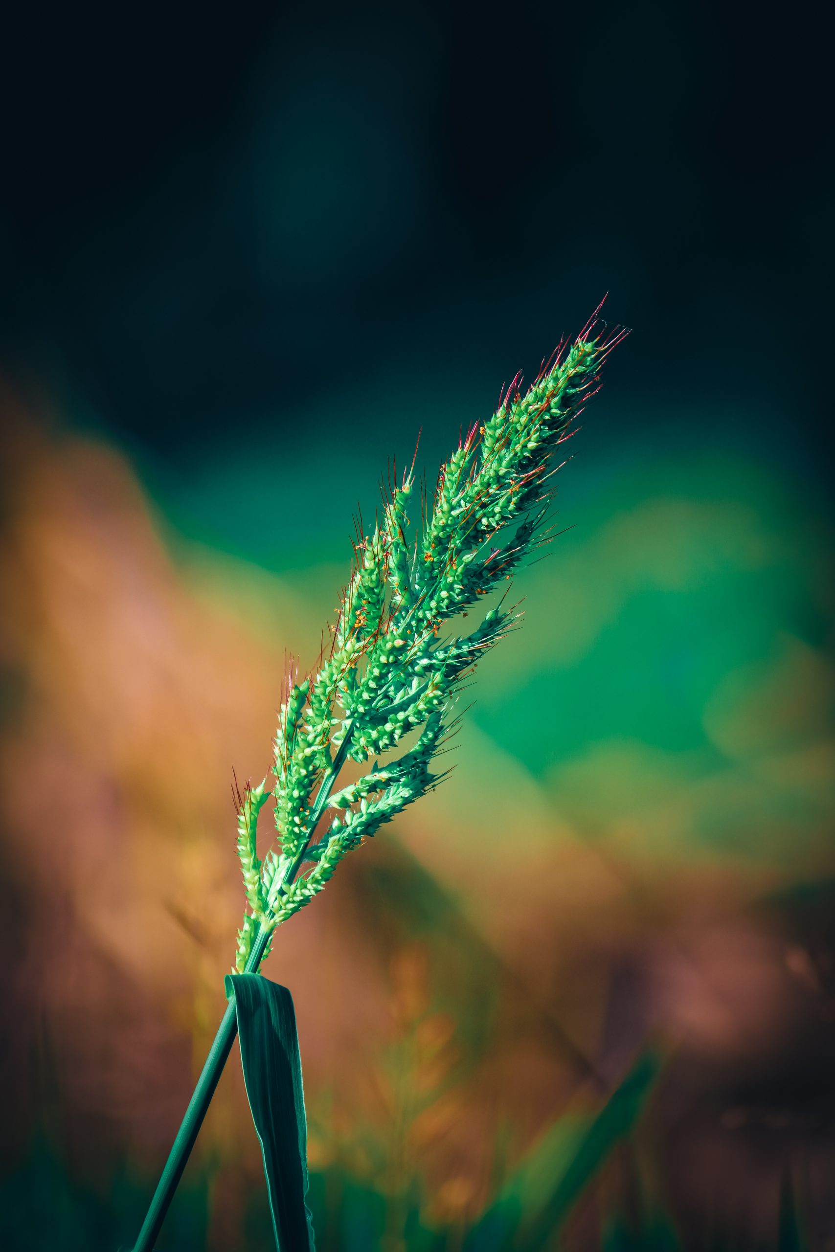 Close up shot of wheat like grass with bokeh background