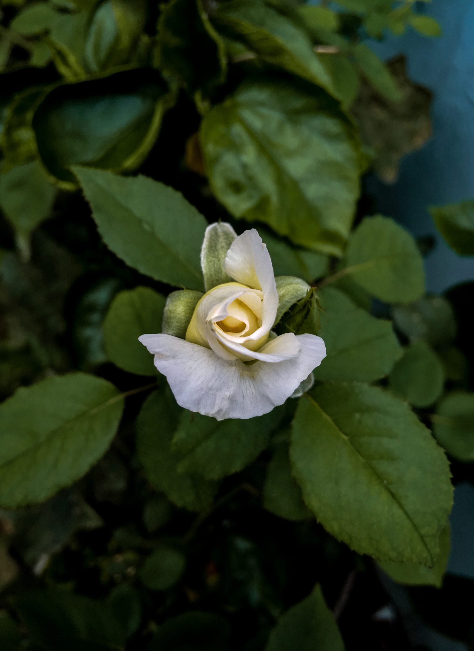 Close-up shot of white rose and green leaves