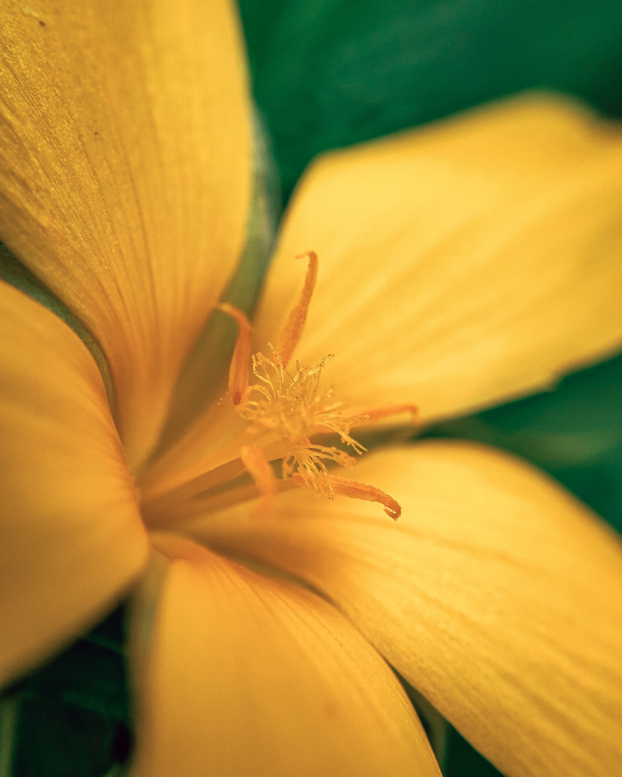 Closeup of a yellow flower