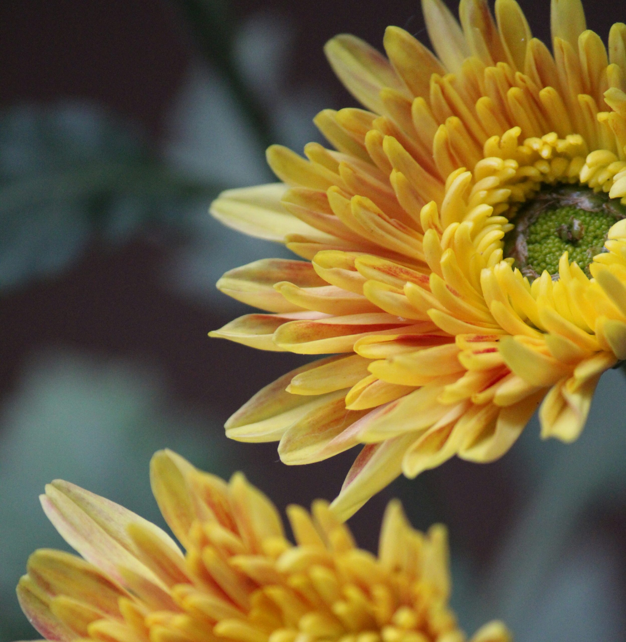 Closeup of a yellow flower