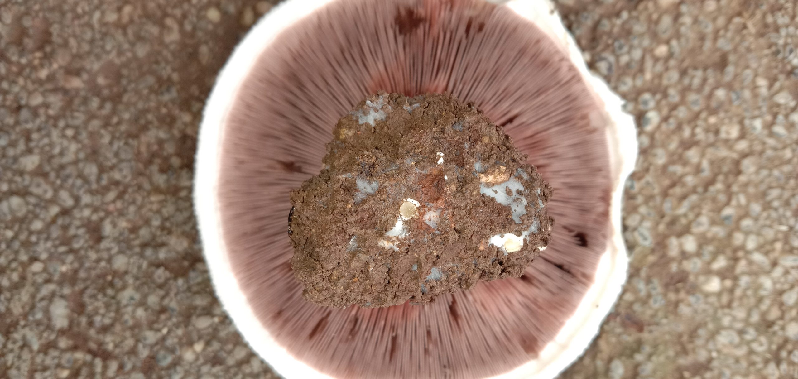 Closeup top view of mushroom