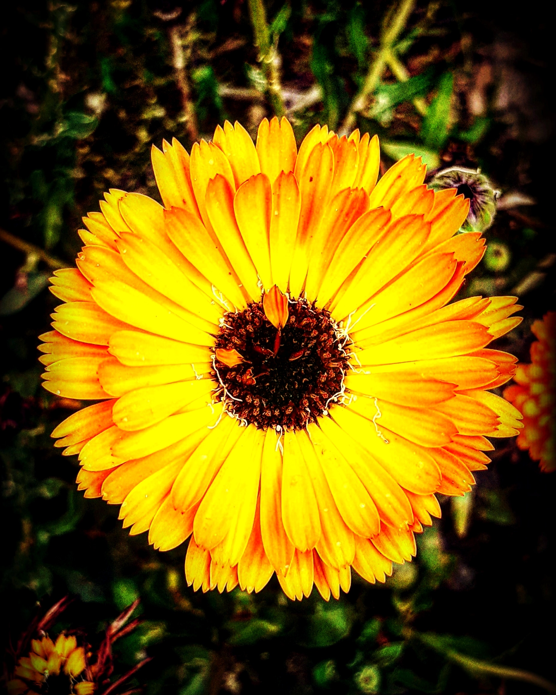 Closeup view of Marigold flower