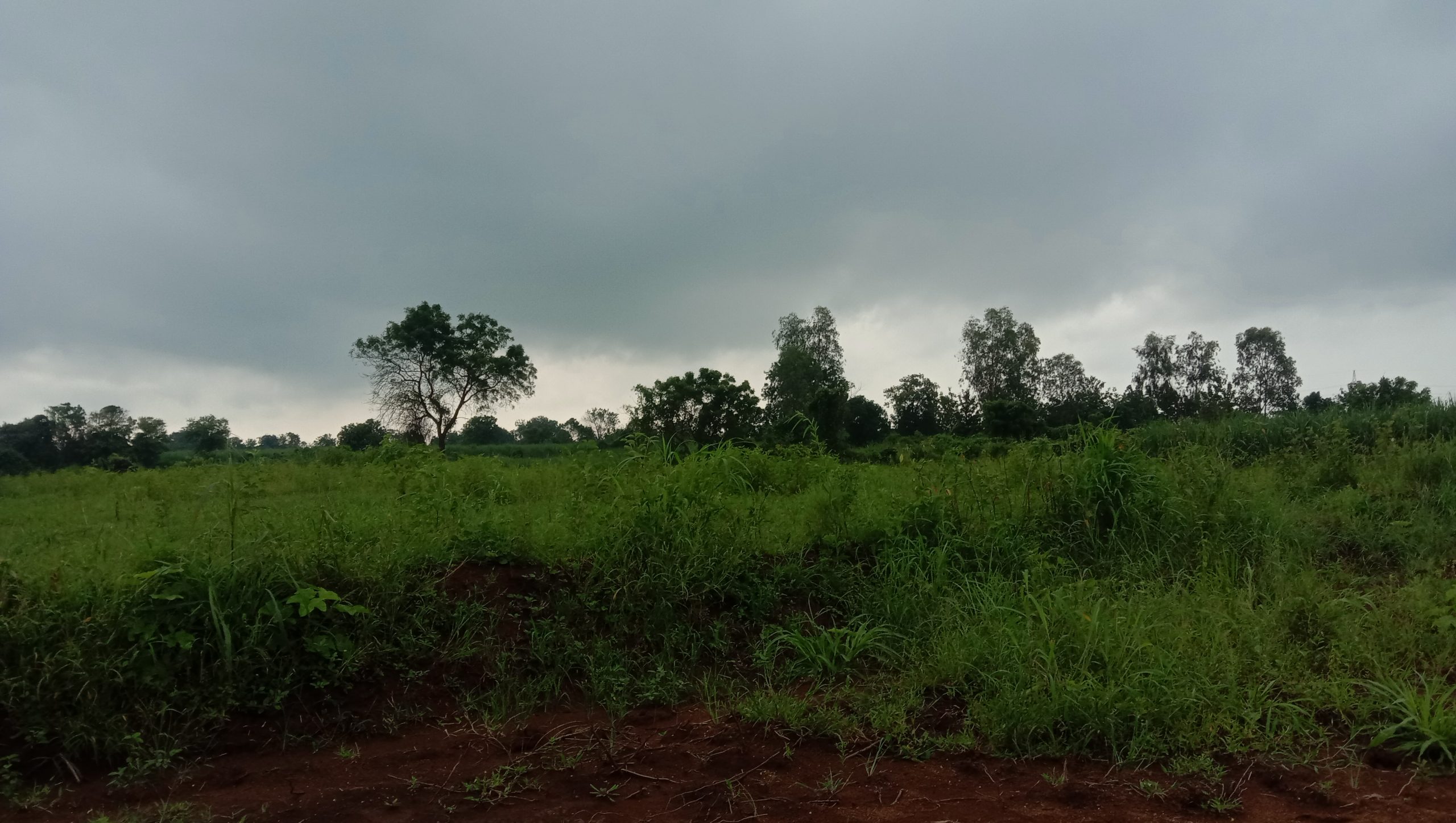 Clouds over a jungle