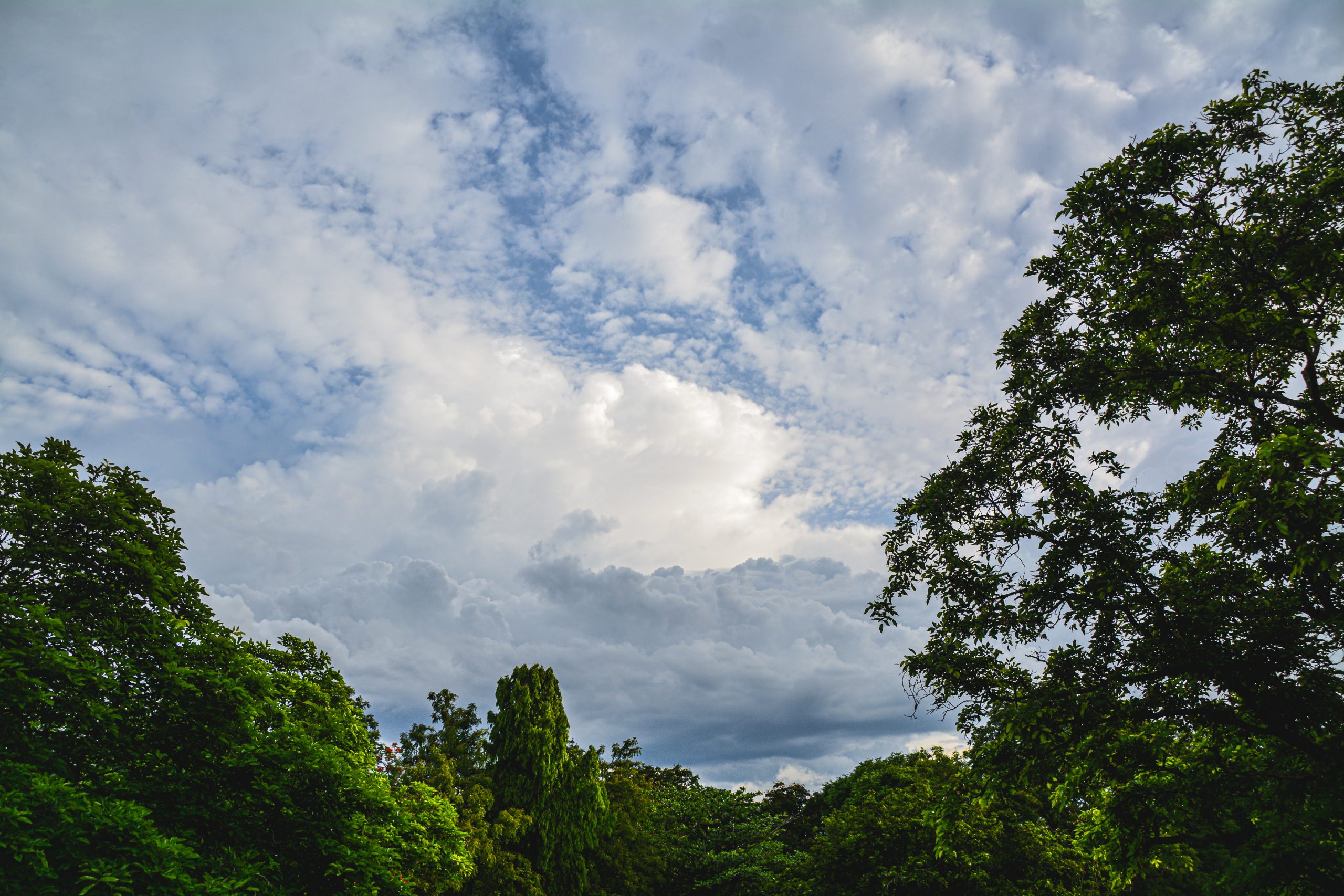 Cloudy sky on forest